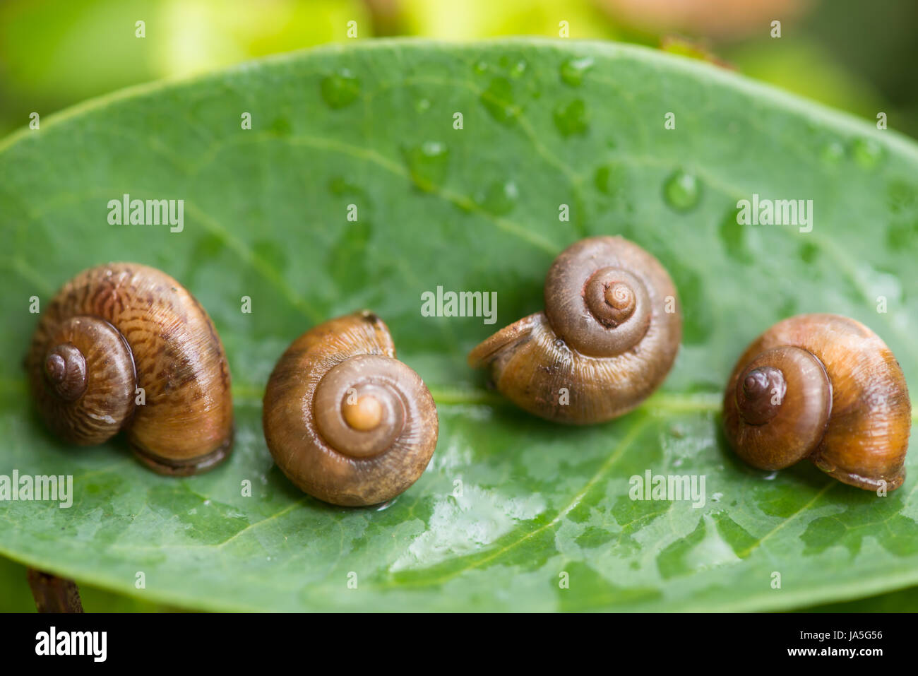 Leaf, jardin, shell, escargot, terre, immo, terrain, nature, d'un coffre-fort, fermer, feuille, Banque D'Images