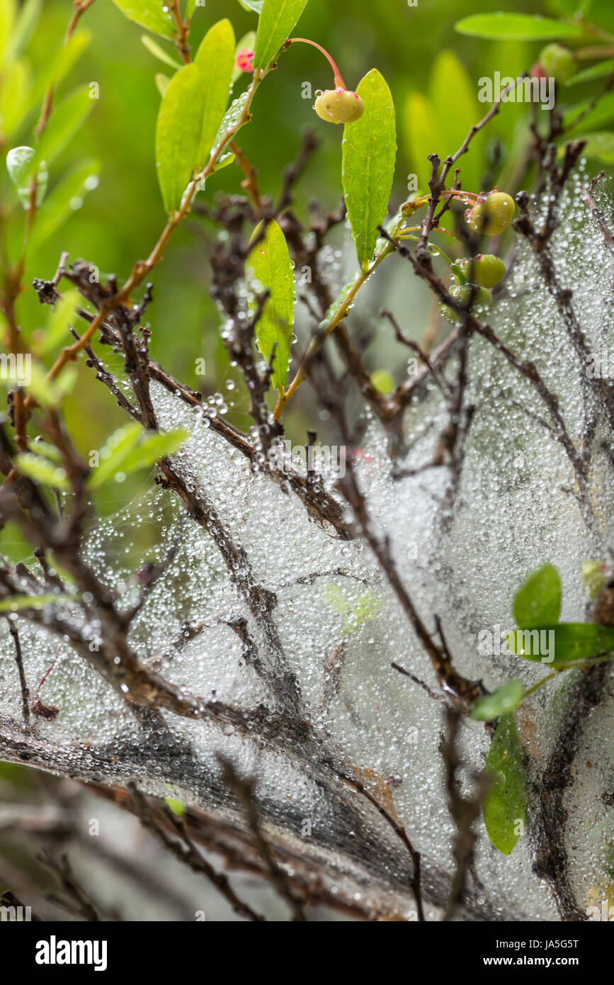 Arbre, feuilles, spider, drop, araignée, internet, www, worldwideweb, net, web, Banque D'Images