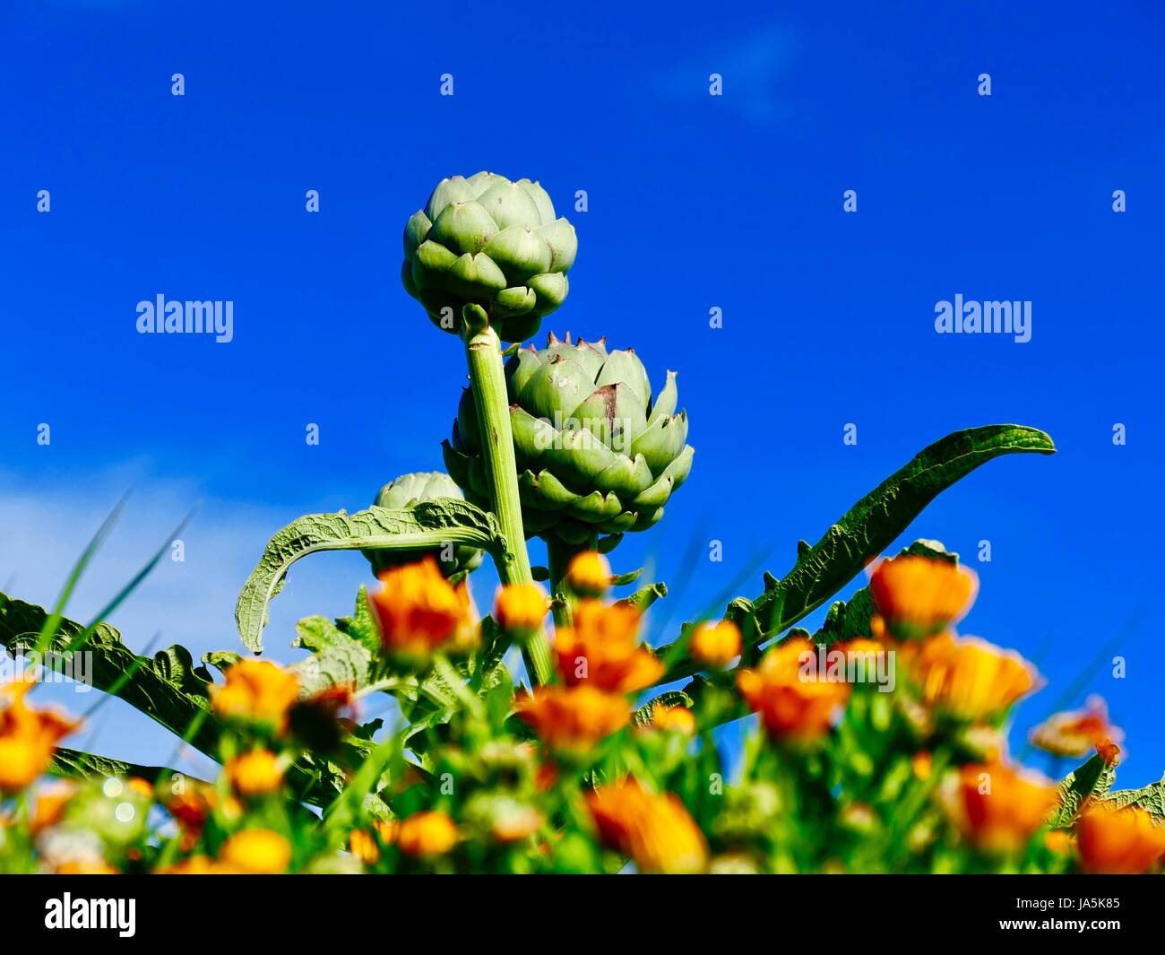 Artichauts sur tiges dans le domaine contre un ciel bleu profond de couleurs orange/jaune fleurs comme accent. Île de Batz, France Banque D'Images