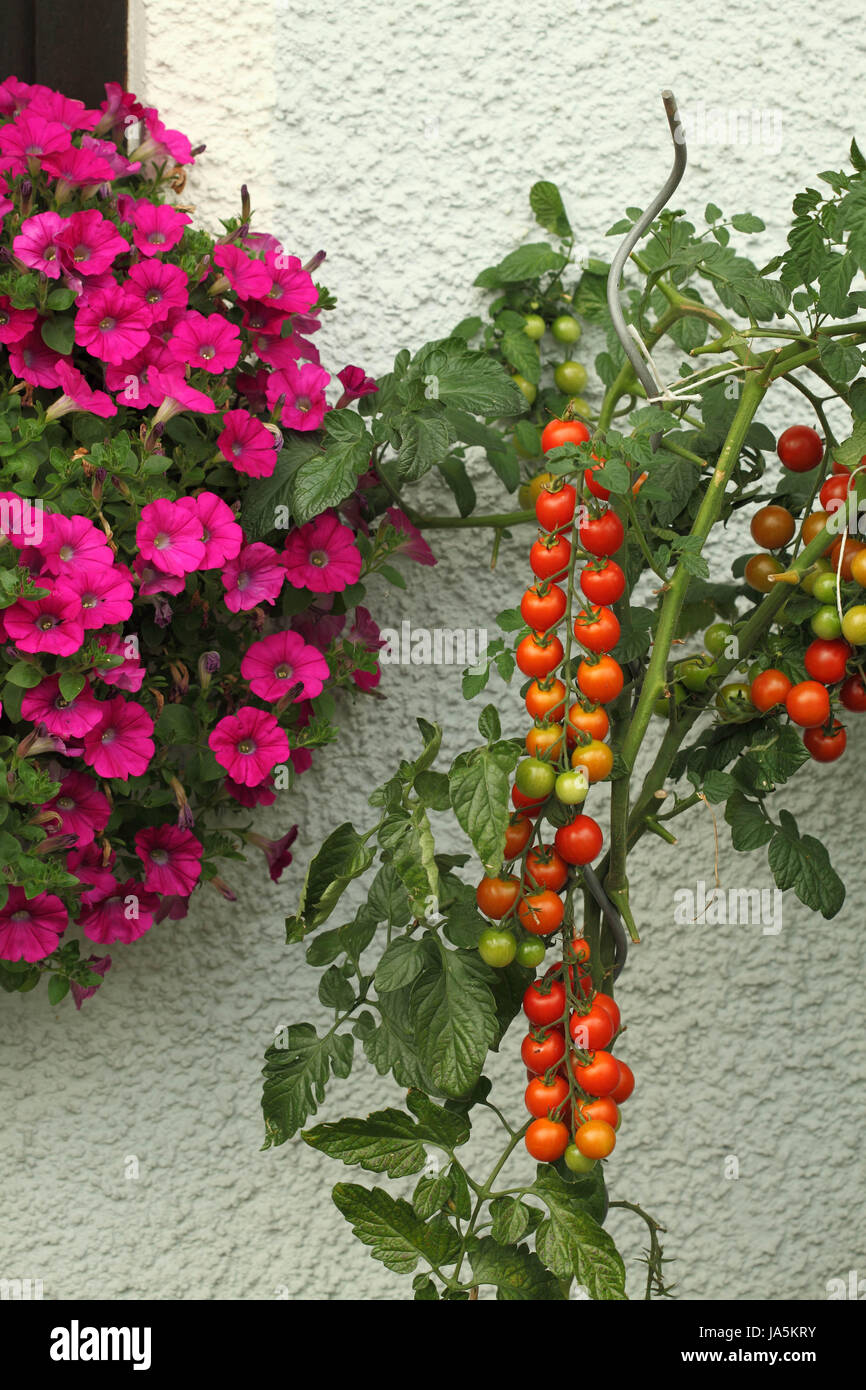 Jardin, fleurs, plantes, fleurs, tomates, tomates, jardins, pâle, lumineux, pur Banque D'Images