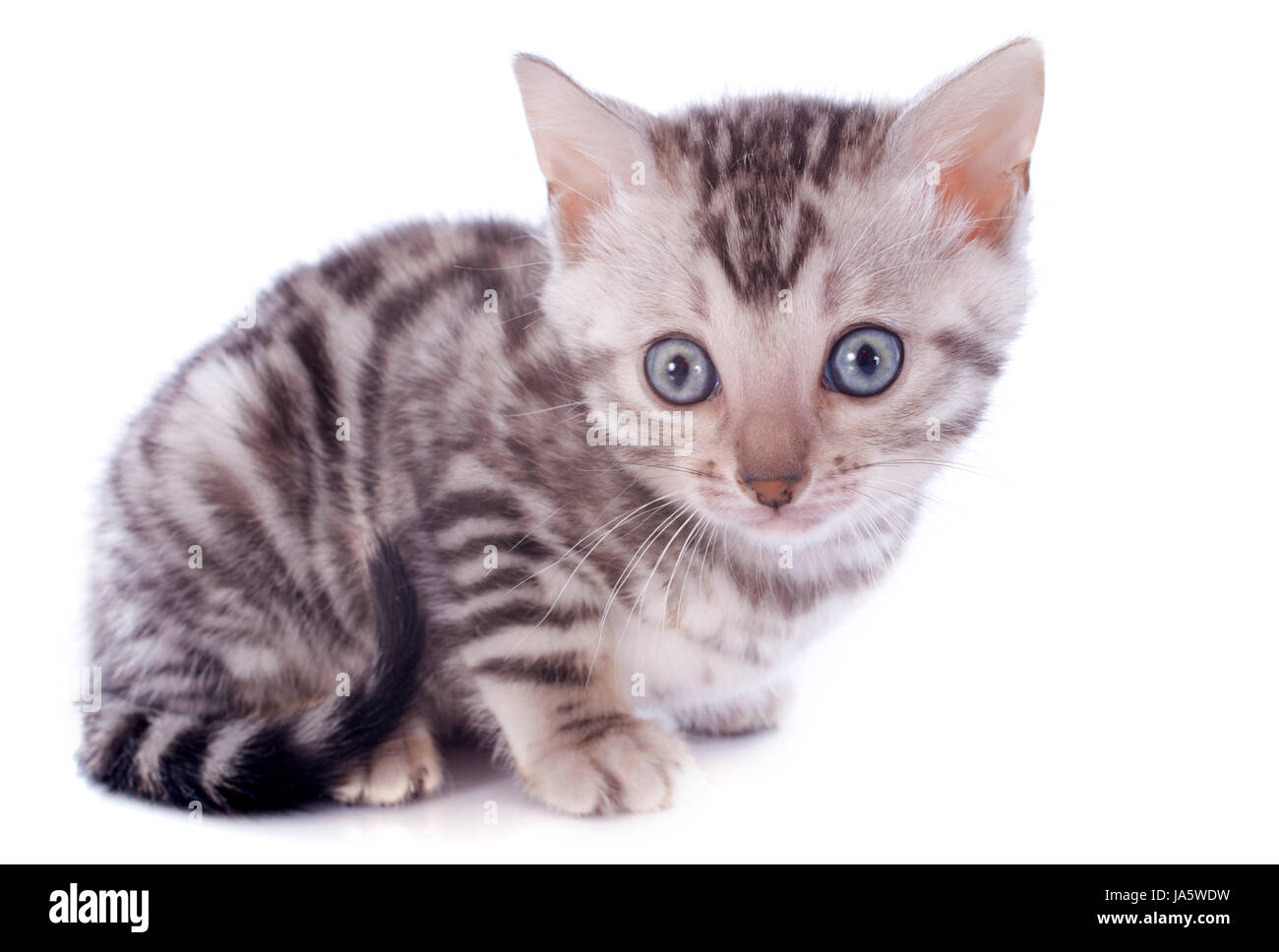 Les chats, chat, bébé chaton, pussycat, chat, chat domestique, deux, belle, Banque D'Images