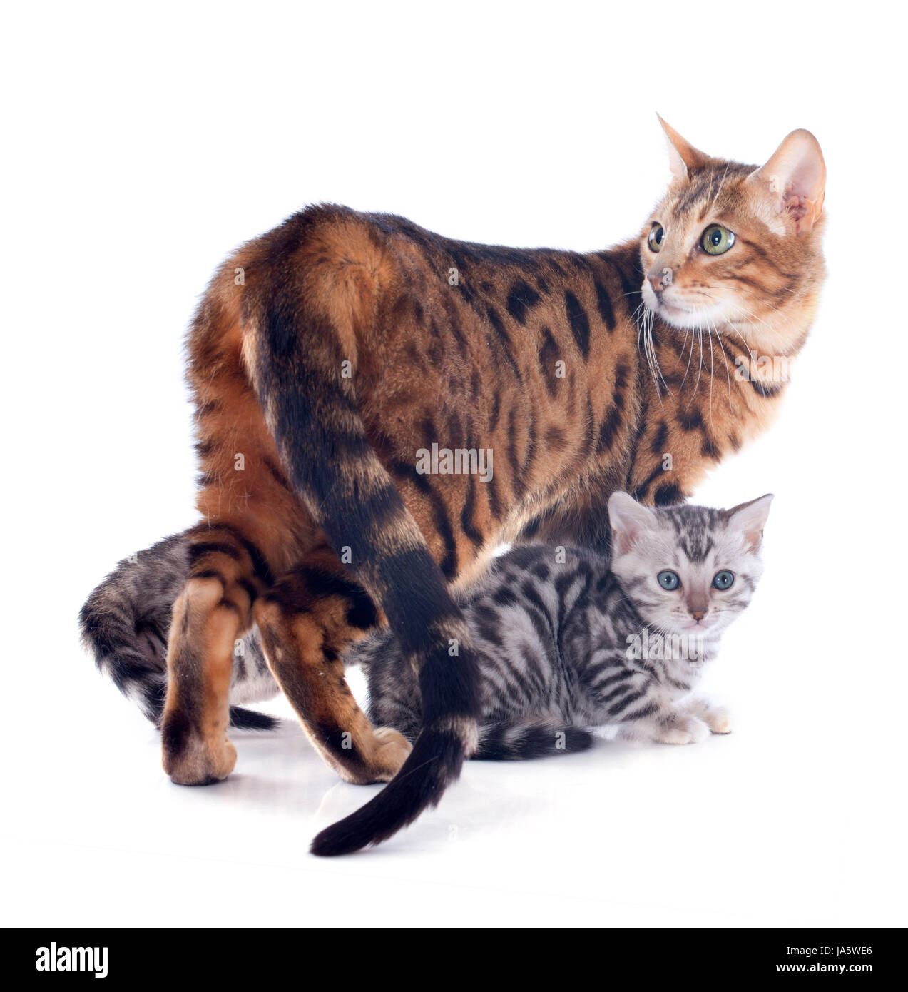 Les chats, trois, maman, maman, ma, maman, bébé chat, chaton, chaton, chat, domestique Banque D'Images