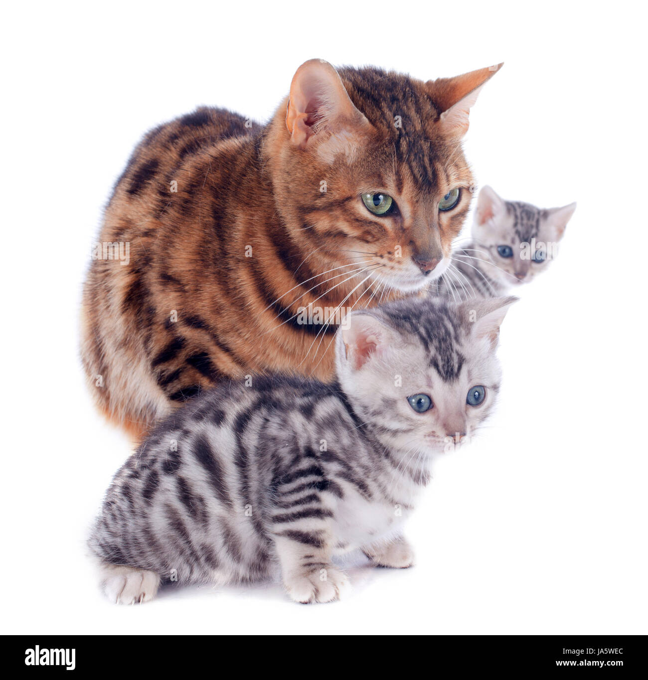 Les chats, trois, maman, maman, ma, maman, bébé chat, chaton, chaton, chat, domestique Banque D'Images