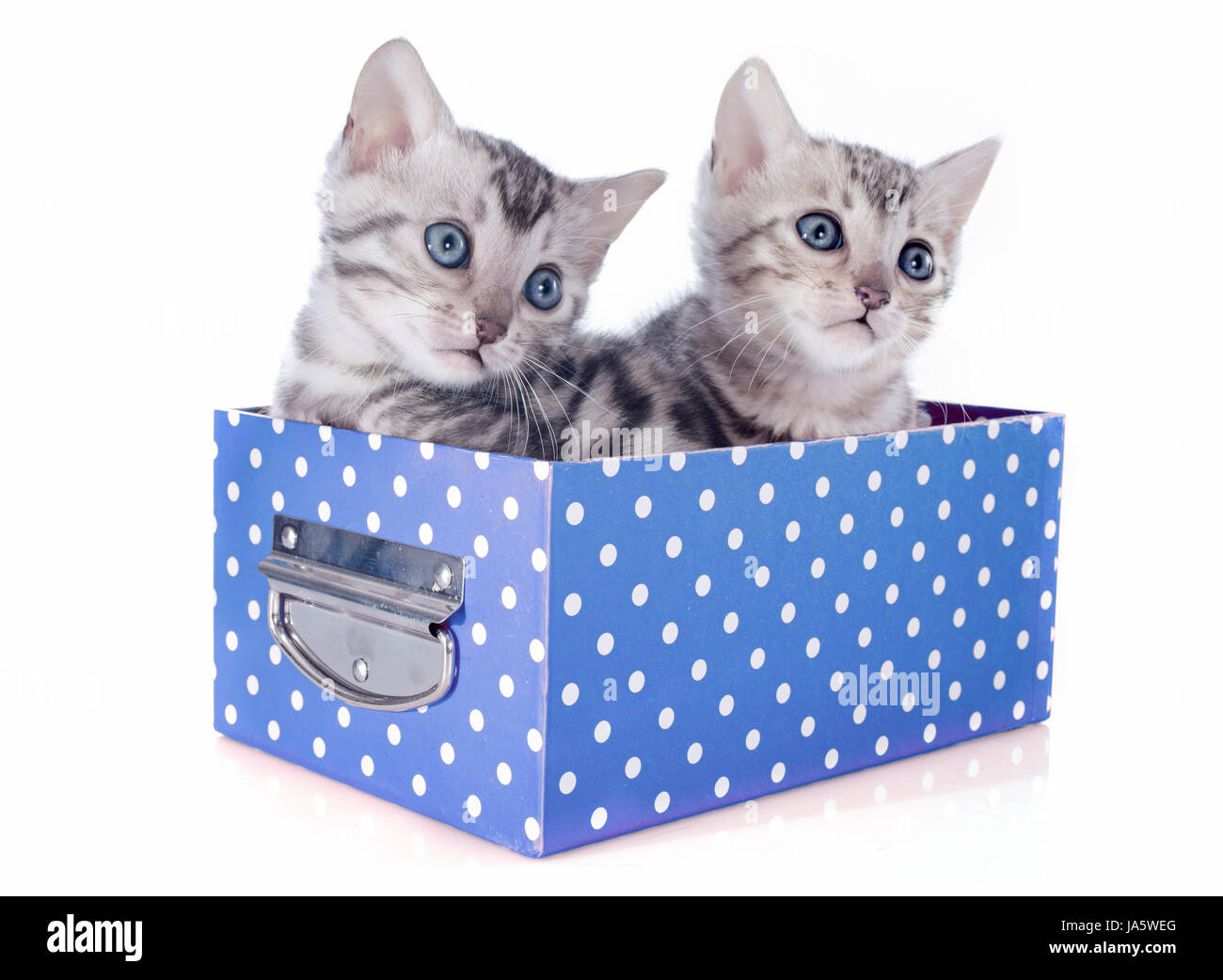 Les chats, fort, boîtes, bébé chat, chaton, chaton, chat, chat domestique, deux, Banque D'Images