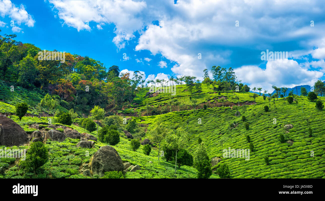 Belle scène de l'Inde, avec des collines, les plantations de thé vert et bleu ciel, Kerala, Munnar, India, panorama Banque D'Images