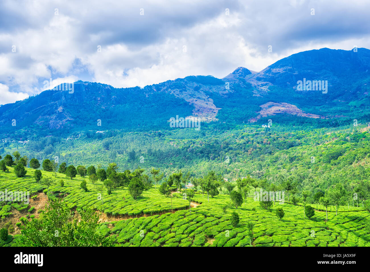 Paysage avec des plantations de thé vert, Munnar, Kerala, Inde magnifique arrière-plan de voyage Banque D'Images