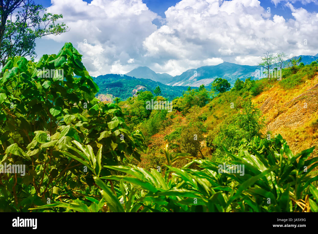 Scène de l'Inde, avec des collines, les plantations et la cardamome verte ciel bleu, Kerala, Munnar, India Banque D'Images