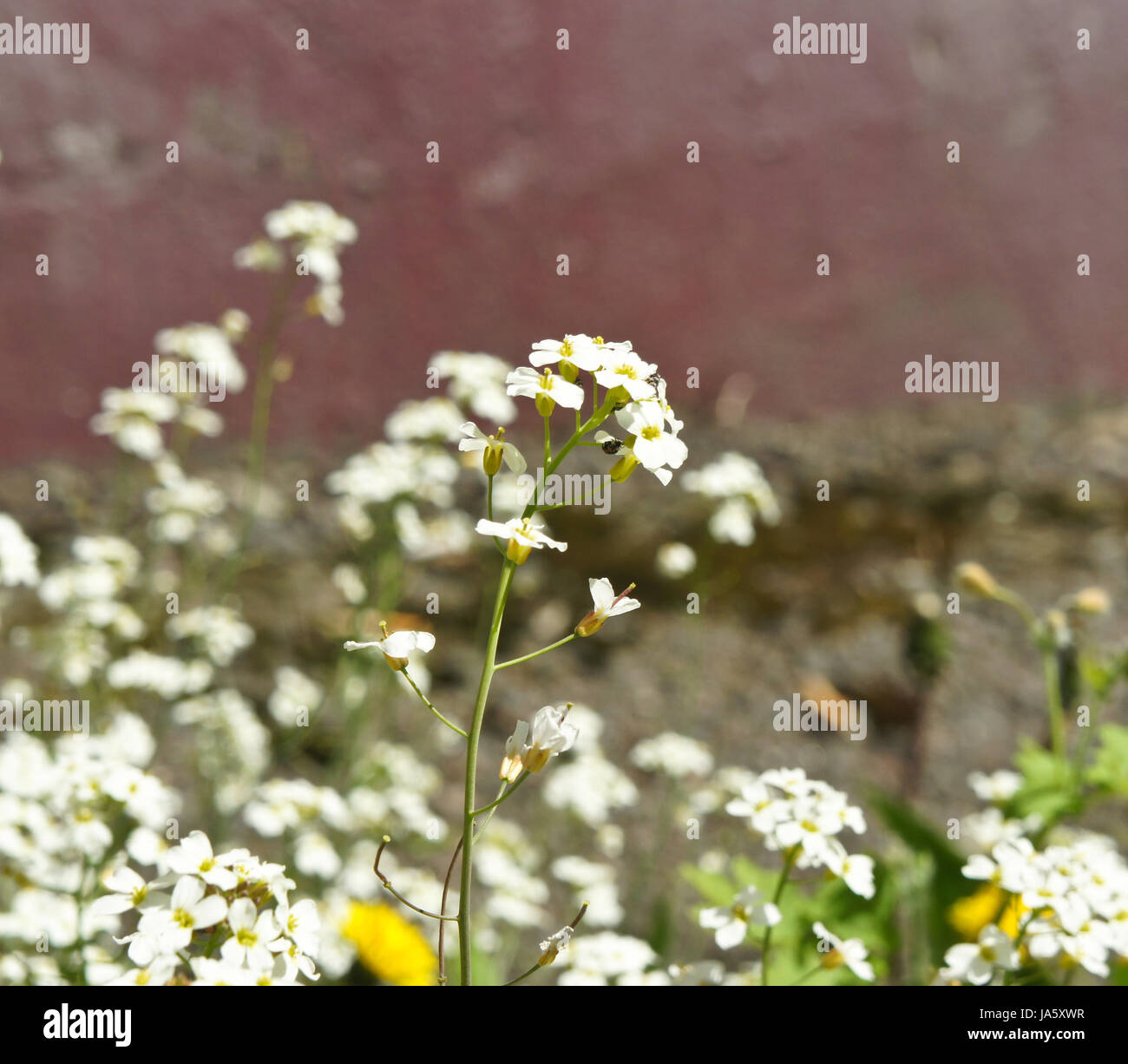 Fleur. Alpine White Rockcress close-up Banque D'Images