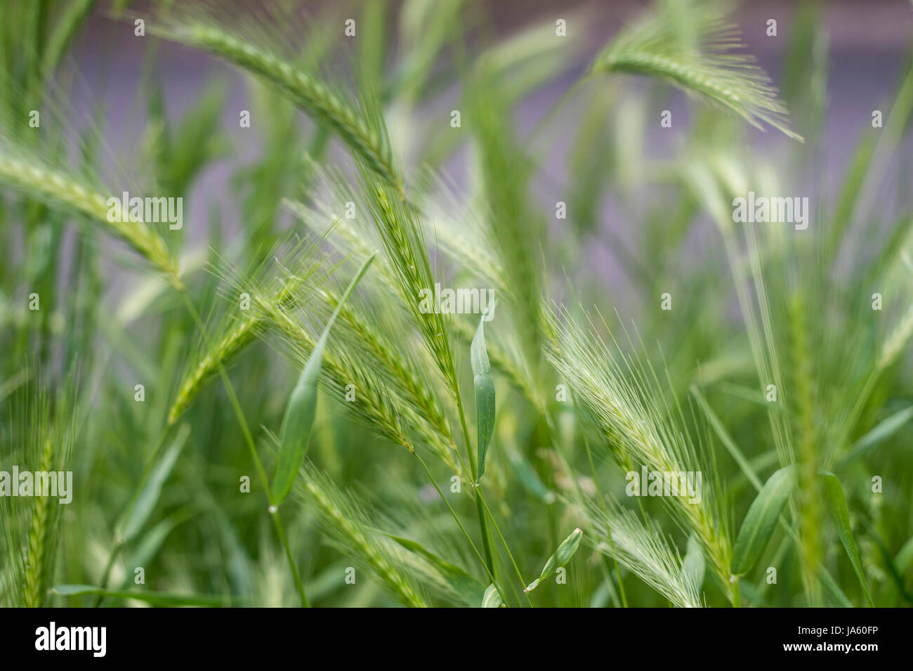 Close up of wild grass Banque D'Images