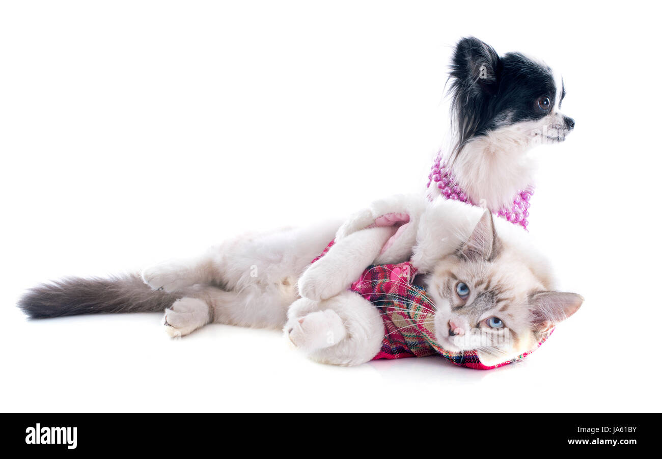 Bijoux, Bijoux, bébé chien, chat, chaton, col, pussycat, chat, chat domestique, Banque D'Images