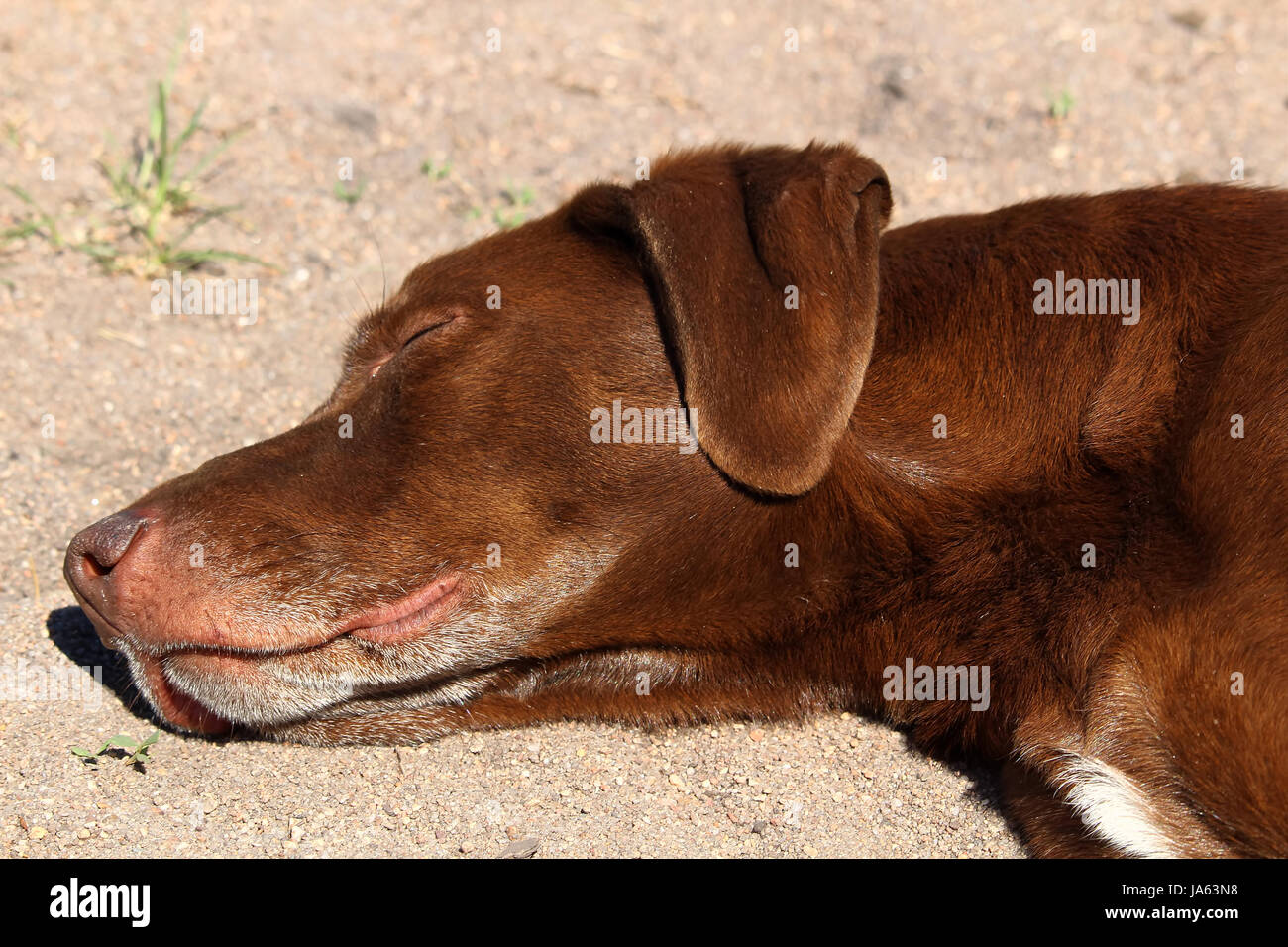 Libre de sleeping dogs tête contre le sable. Banque D'Images