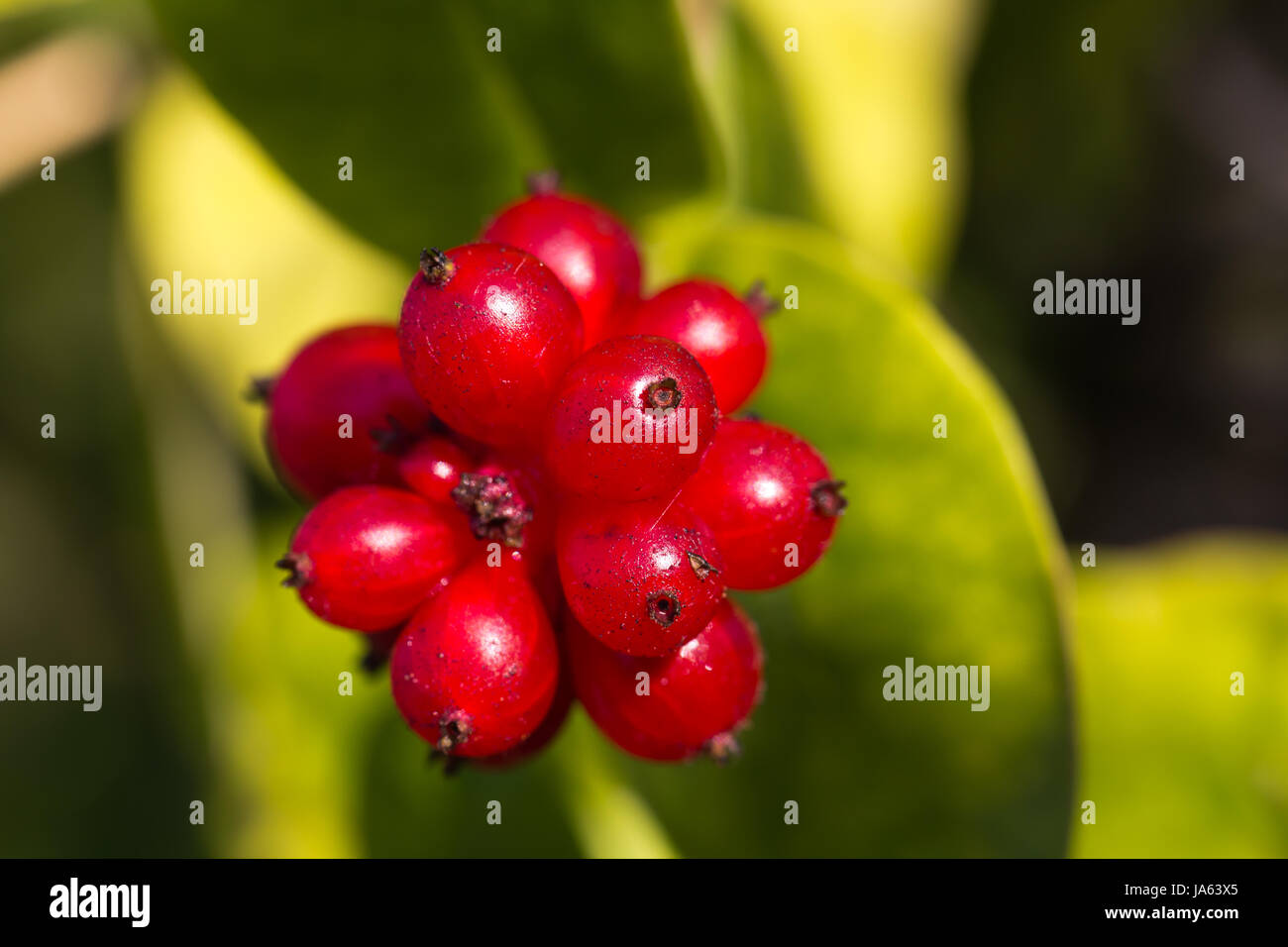 Plateau, macro, portrait, macro, admission vue en gros, des plantes, arbustes, descendances, Banque D'Images