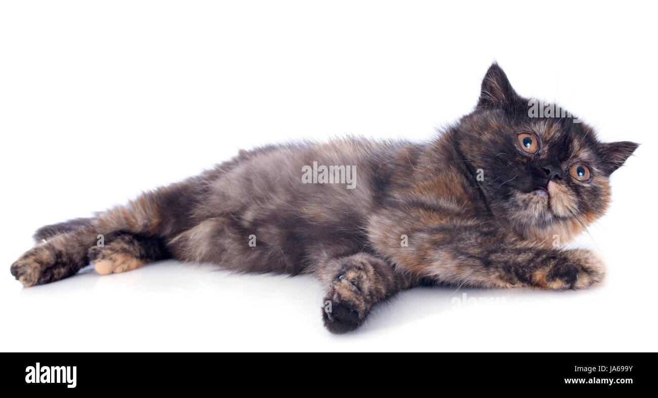 Bébé chat, chaton, chaton, chat, chat domestique, femme, animal, animal, brown, Banque D'Images