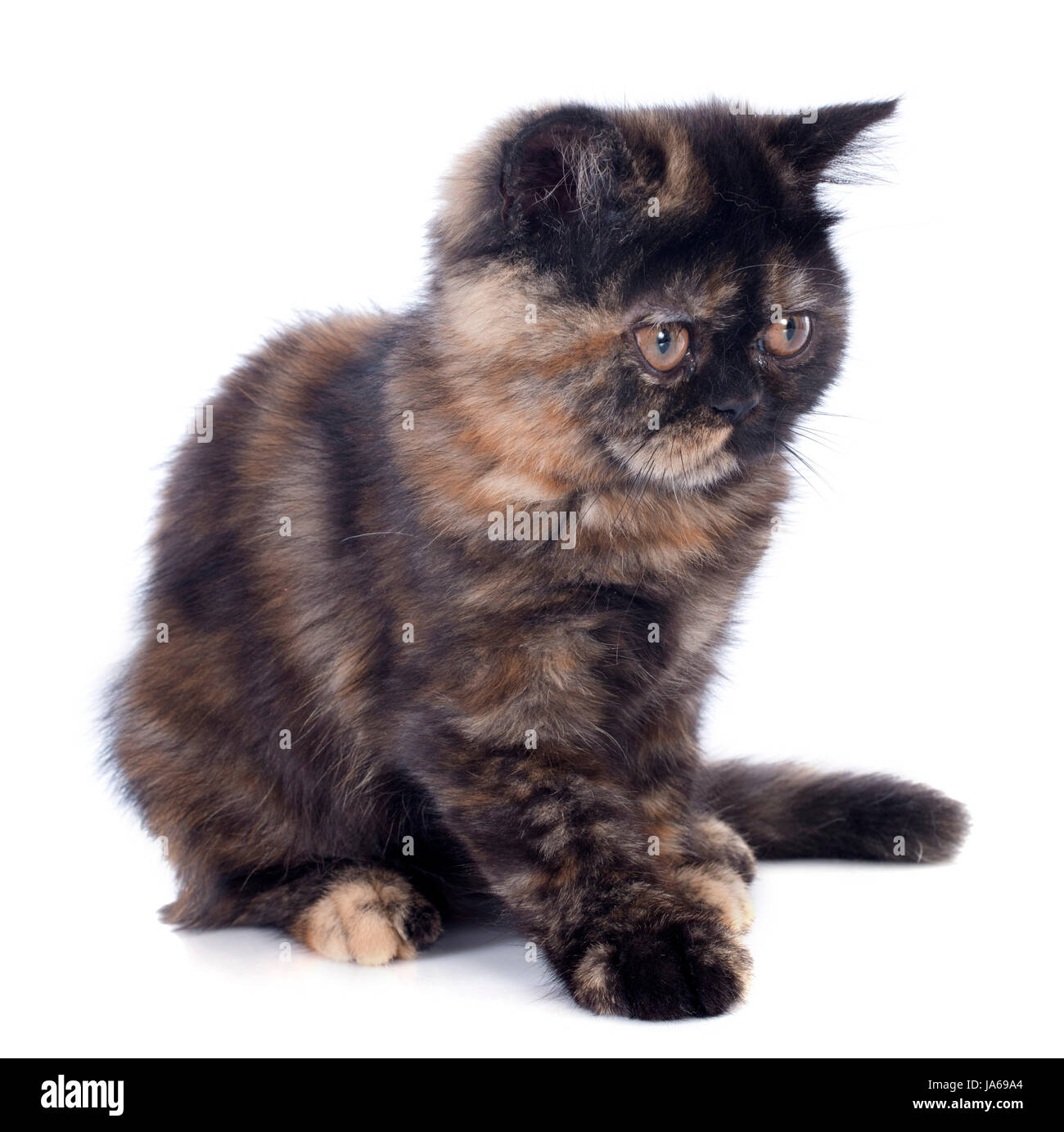 Bébé chat, chaton, chaton, chat, chat domestique, femme, animal, animal, brown, Banque D'Images