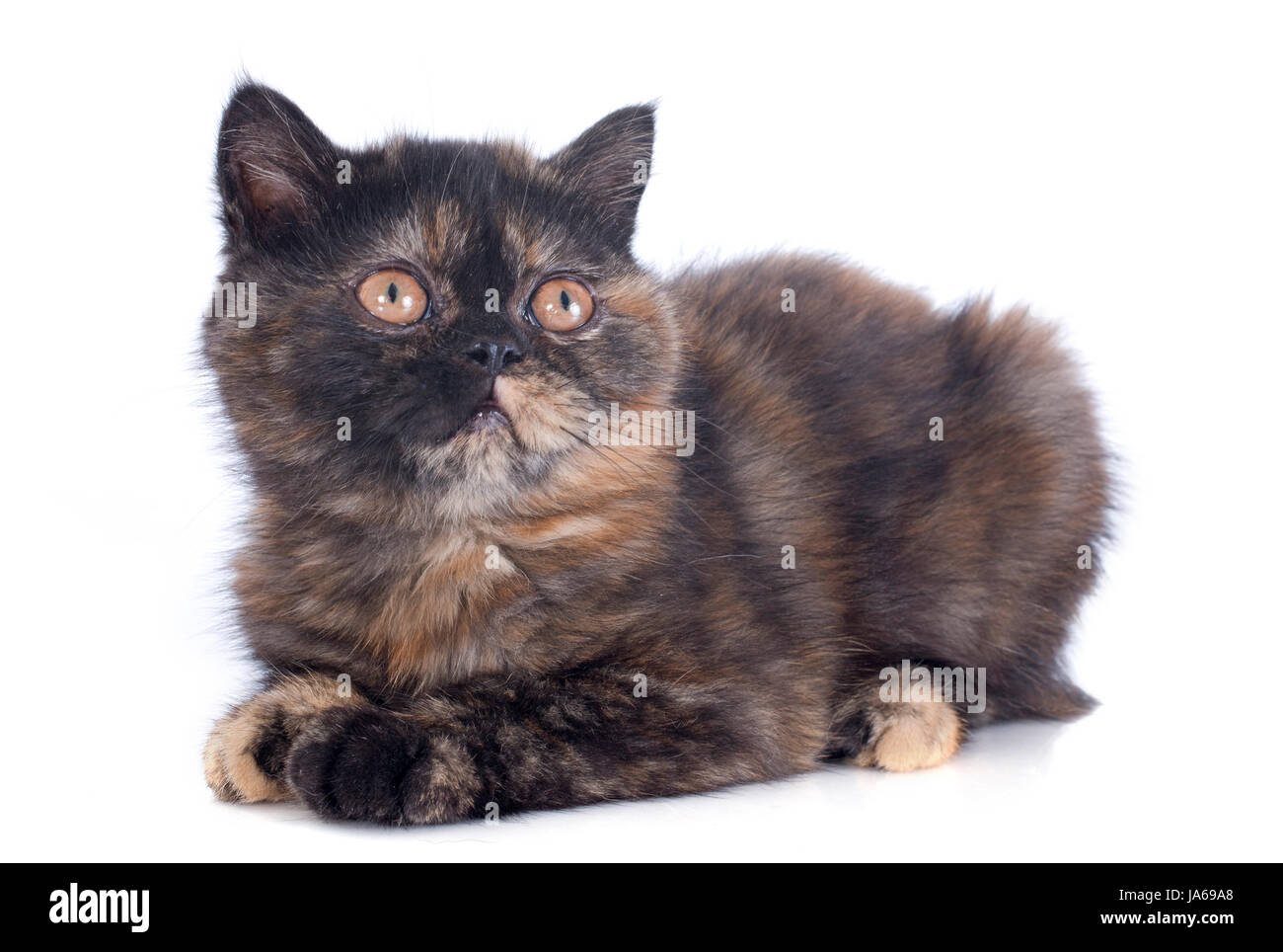 Bébé chat, chaton, chaton, chat, chat domestique, femme, animal, animal, brown, Banque D'Images