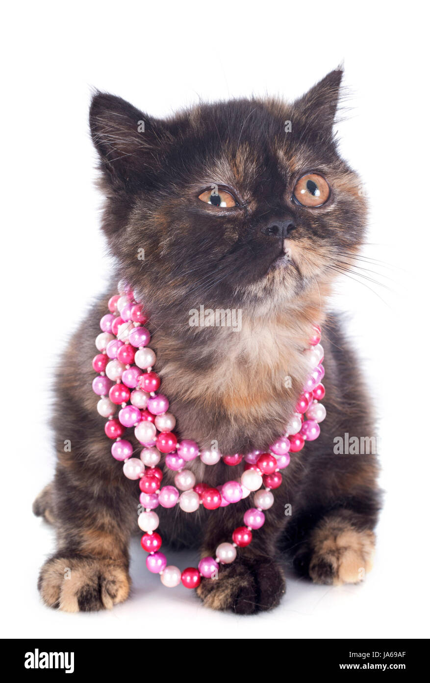 Bébé chat, chaton, chaton, chat, chat domestique, femme, animal, animal, brown, Banque D'Images