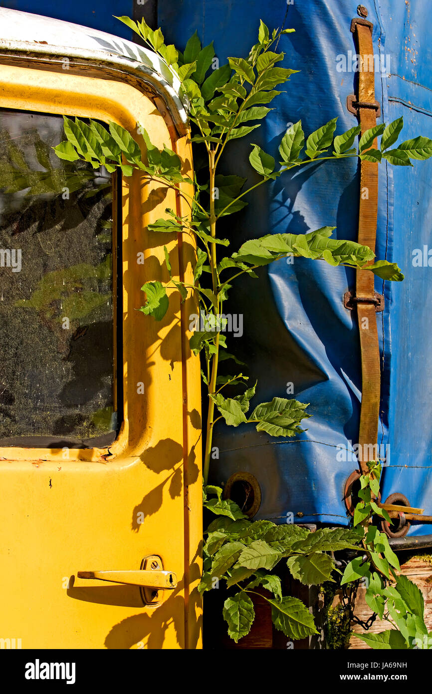 Old-timer, rouillé, rouillé, weatherworn, renfermé, camion, camion, jaune, plante, Banque D'Images