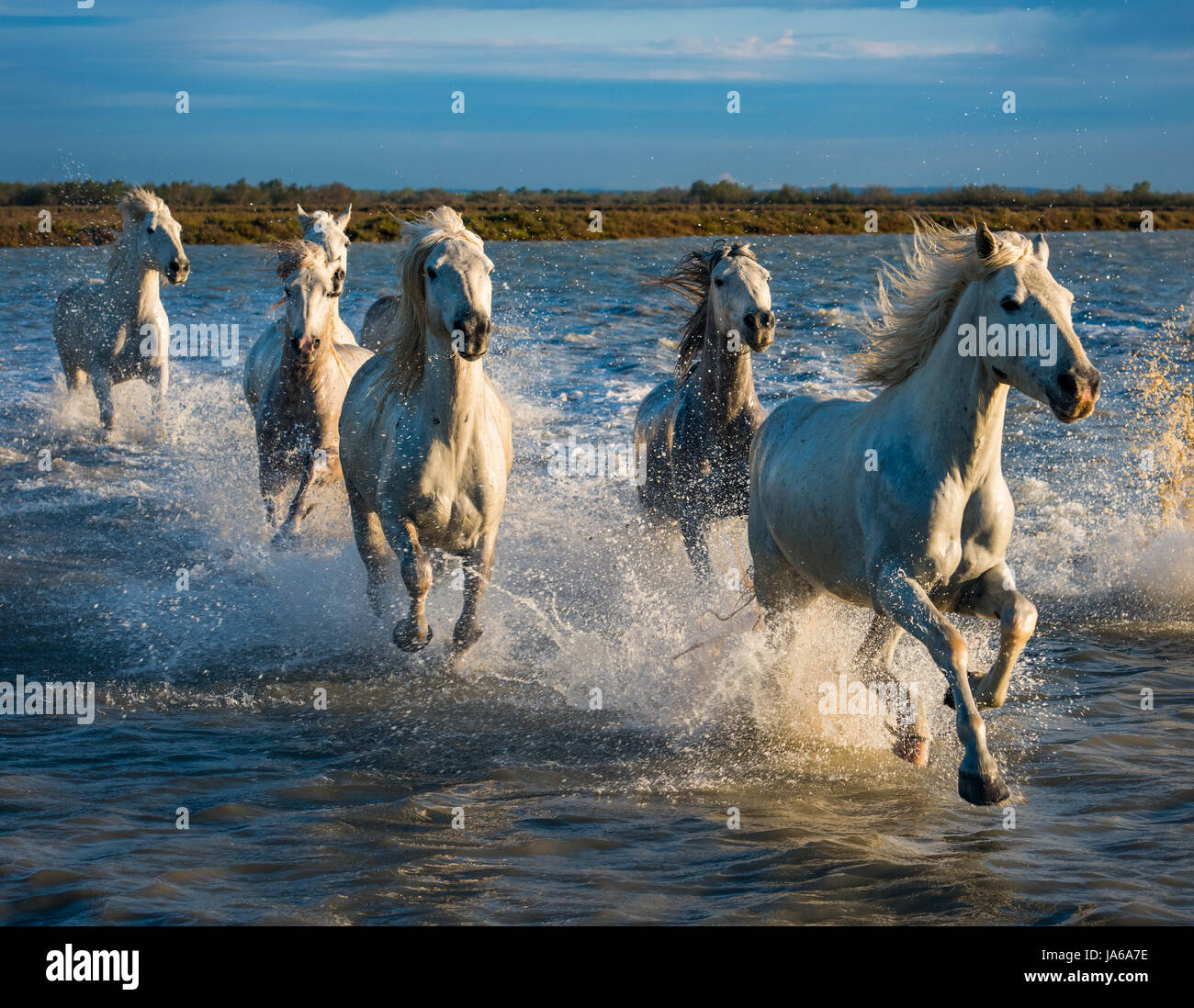 Les chevaux blancs de Camargue, France. Une ancienne race rustique trouvés seulement dans la Camargue. Banque D'Images