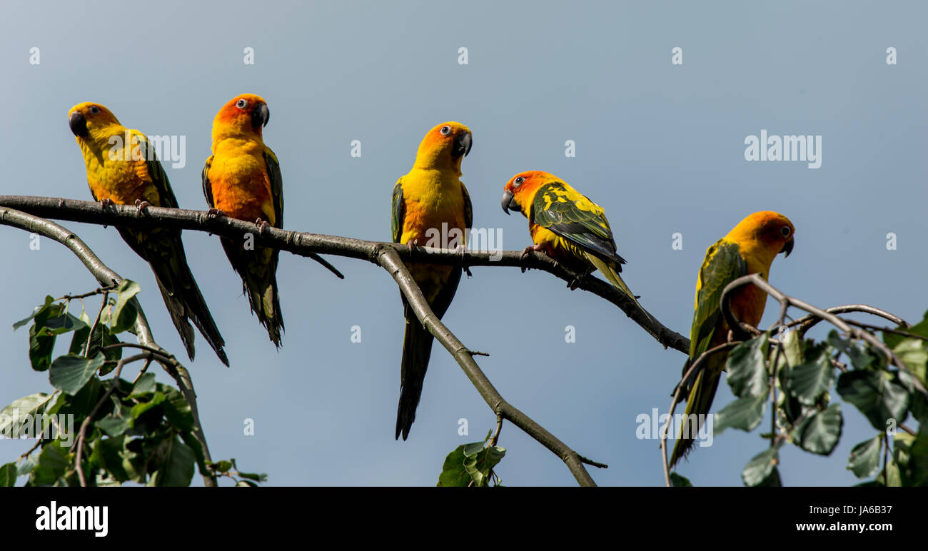 Oiseau, oiseaux, l'Amérique du Sud, l'essaim, école, groupe, perroquet, arbre, bois, feuilles, Banque D'Images