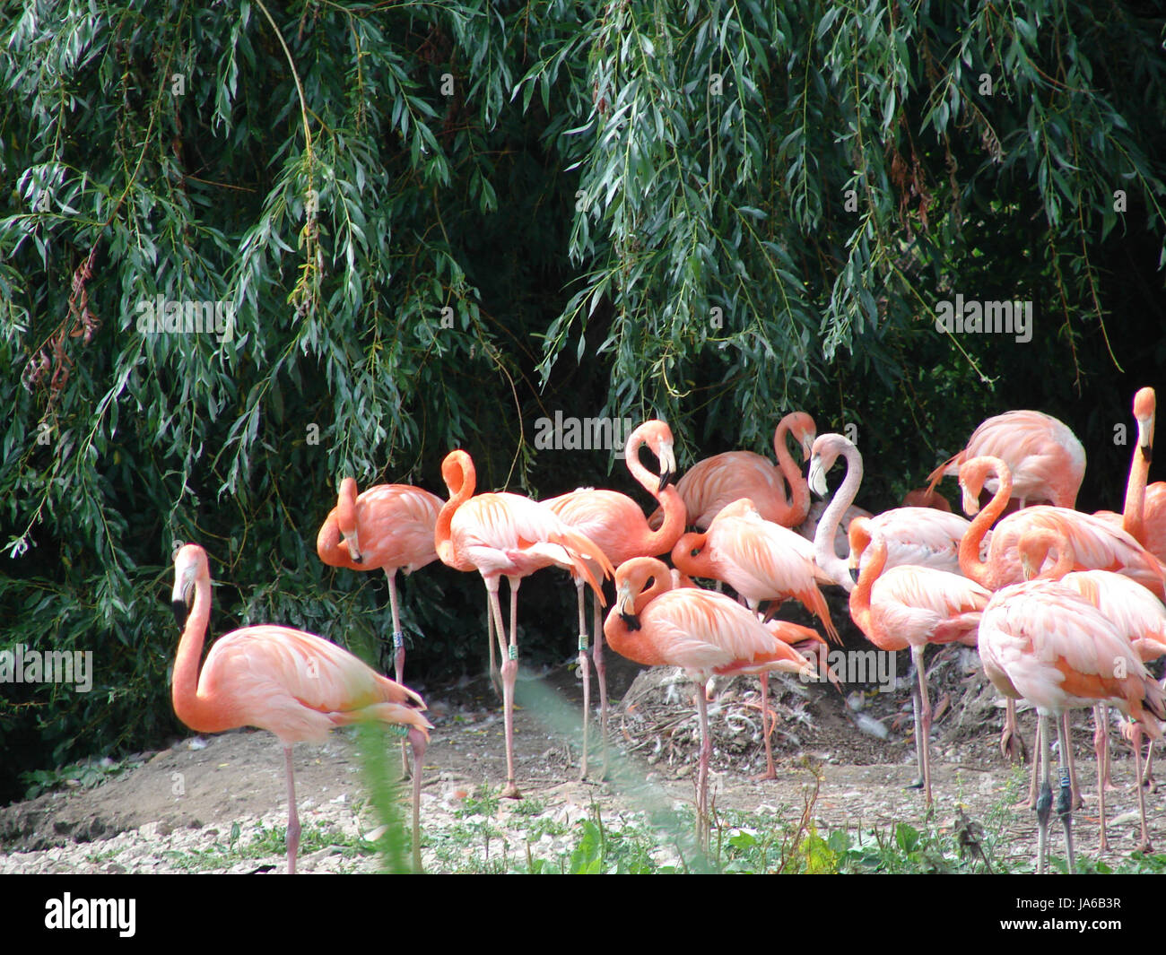 Les jambes, des oiseaux, faune, oiseaux, l'élégance, la grâce, des plumes, de la faune, long, tropical, Banque D'Images