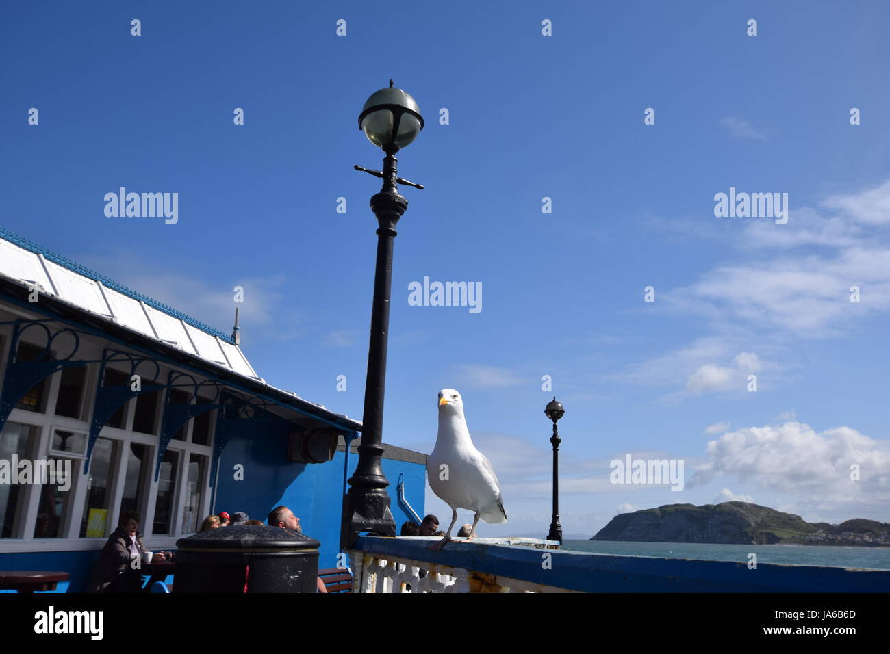 Great Orme 2017 Llandudno Banque D'Images