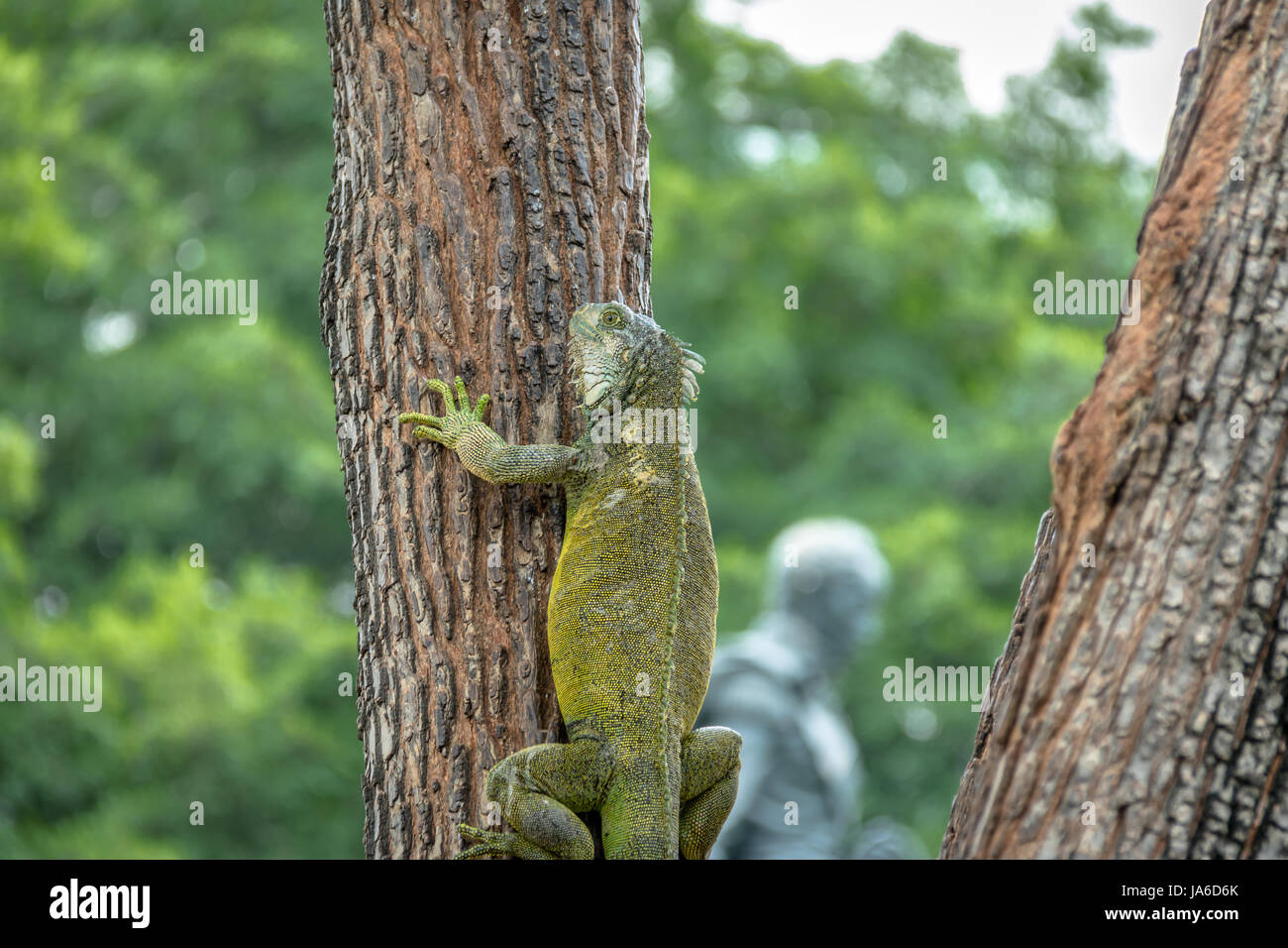 Iguana escalade un arbre au parc Seminario (Parc des Iguanes) - Guayaquil, Équateur Banque D'Images