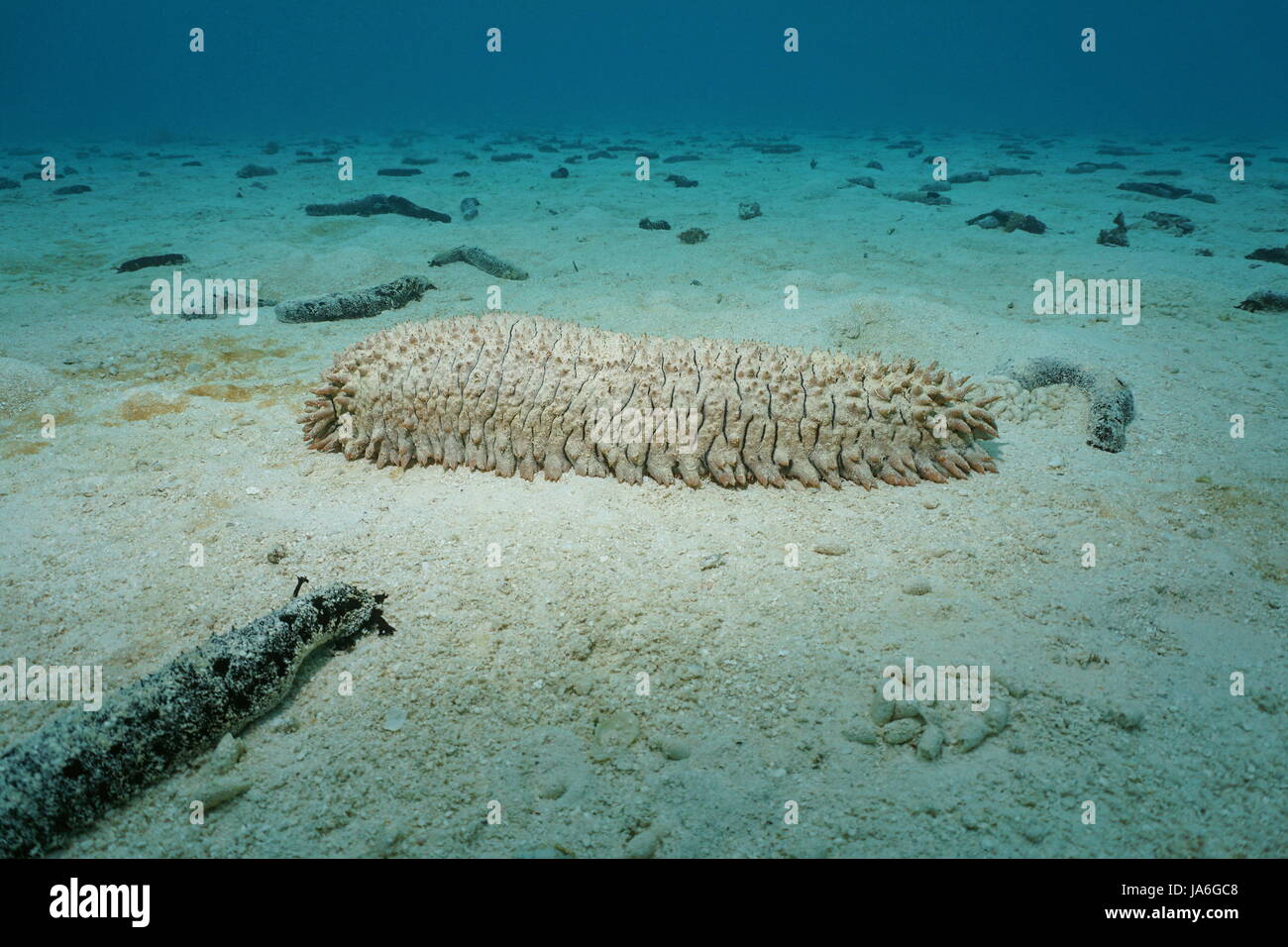 Un concombre de mer, ananas Thelenota ananas, avec beaucoup de concombres de mer noire en arrière-plan, sur un fond de sable sous-marine, l'océan Pacifique, Polynésie française Banque D'Images