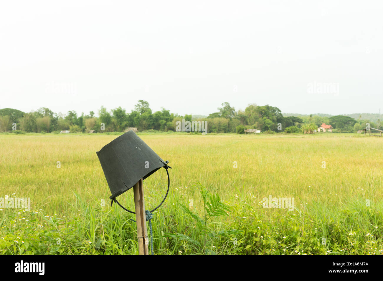 Champ de riz en Thaïlande de l'herbe verte Banque D'Images