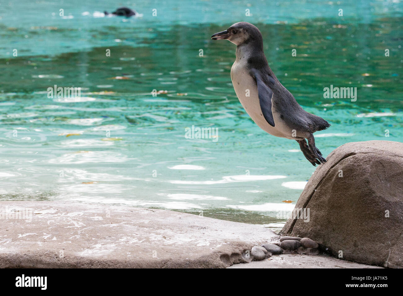 Londres, Royaume-Uni. 24 août, 2017. Un pingouin saute un rocher pendant ZSL London Zoo's pèsent annuel. Les données pour plus de 700 espèces différentes sont enregistrées au cours de la pesée dans le cadre d'un processus de contrôle de leur bien-être et puis partagées avec d'autres zoos à travers le monde en utilisant le système de gestion de l'information scientifique (ZIMS). Banque D'Images