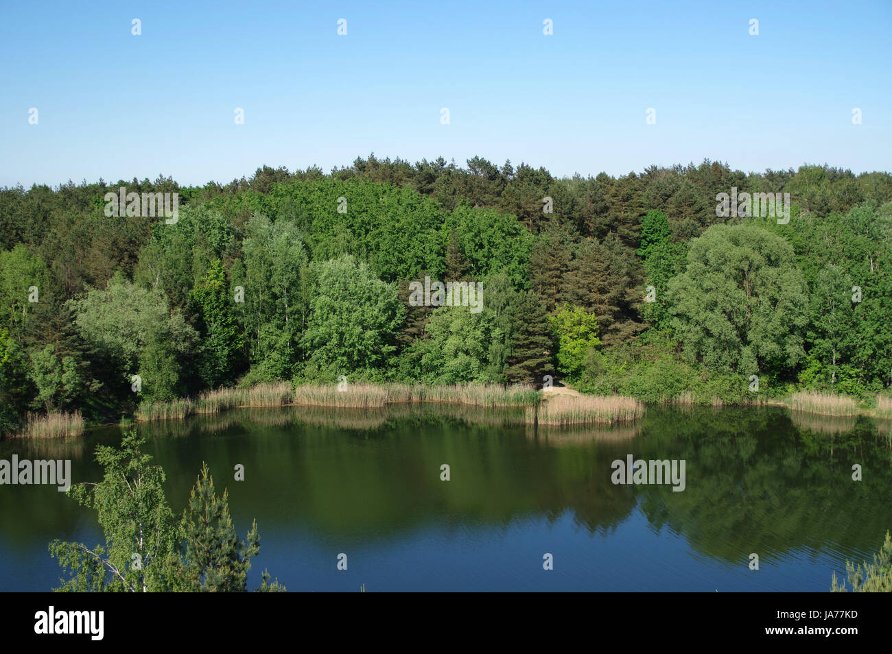 Calme et paisible lac et forêt en parc national. Wielkopolski Park Narodowy. Banque D'Images