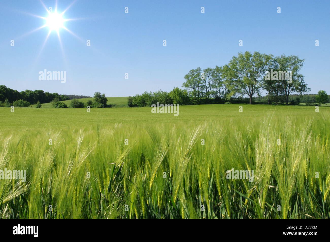 Champ d'orge verte avec des arbres et du ciel bleu en arrière-plan. Banque D'Images