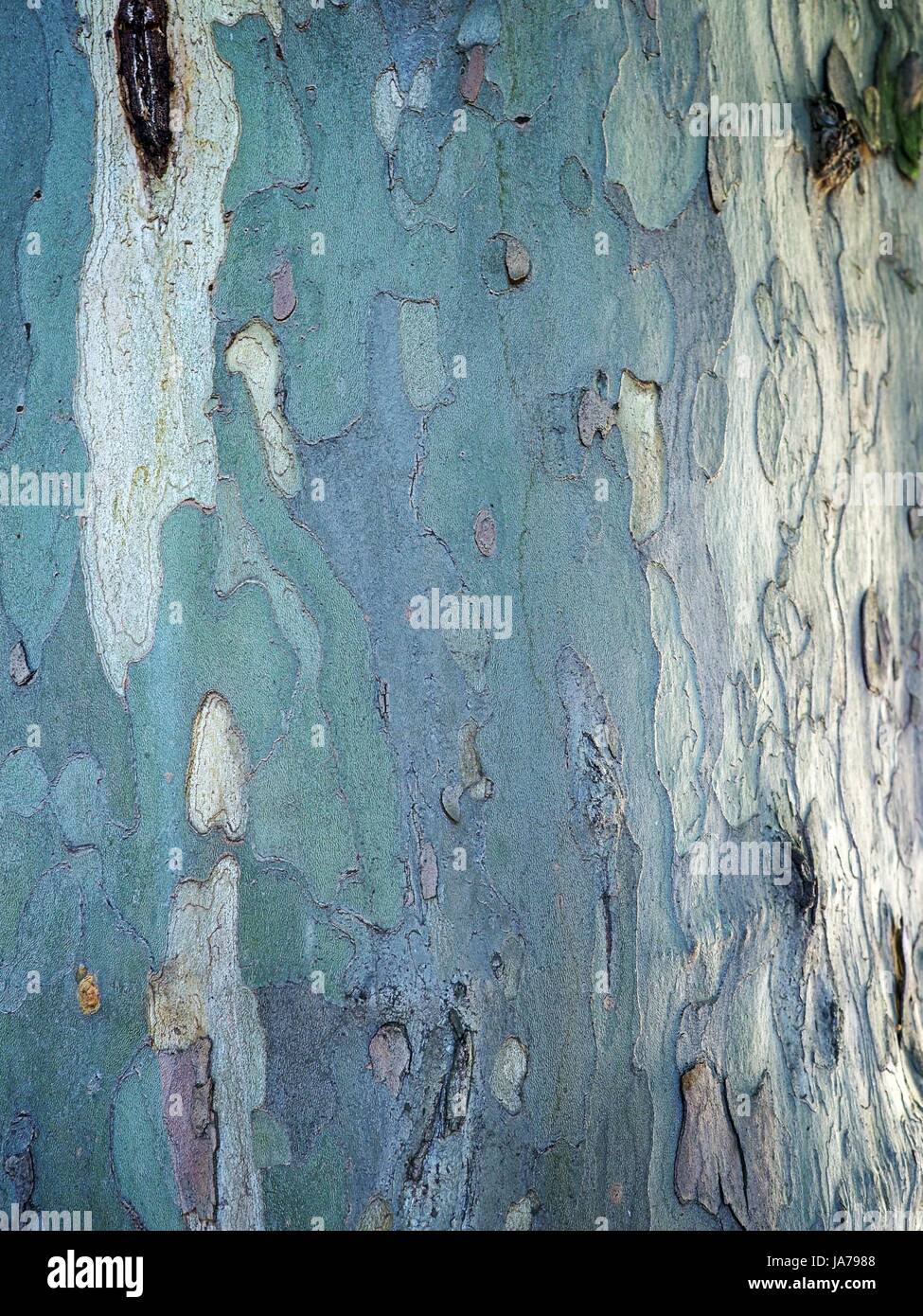 Bright White, blue tree bark texture avec noeuds, décoloration et des fissures pour les publicités, annonces ou des maquettes. Banque D'Images