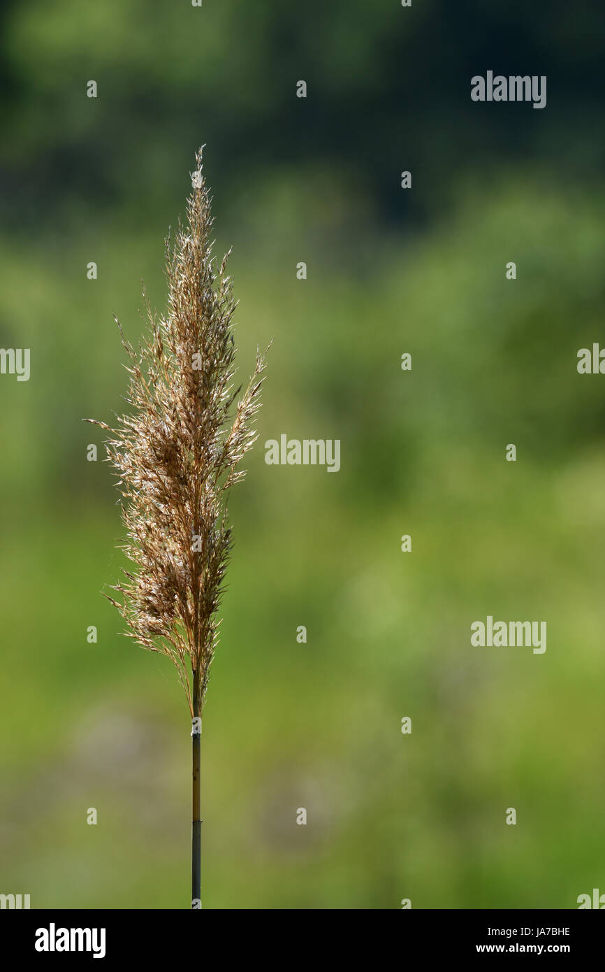 Herbe sauvage solitaire Banque D'Images