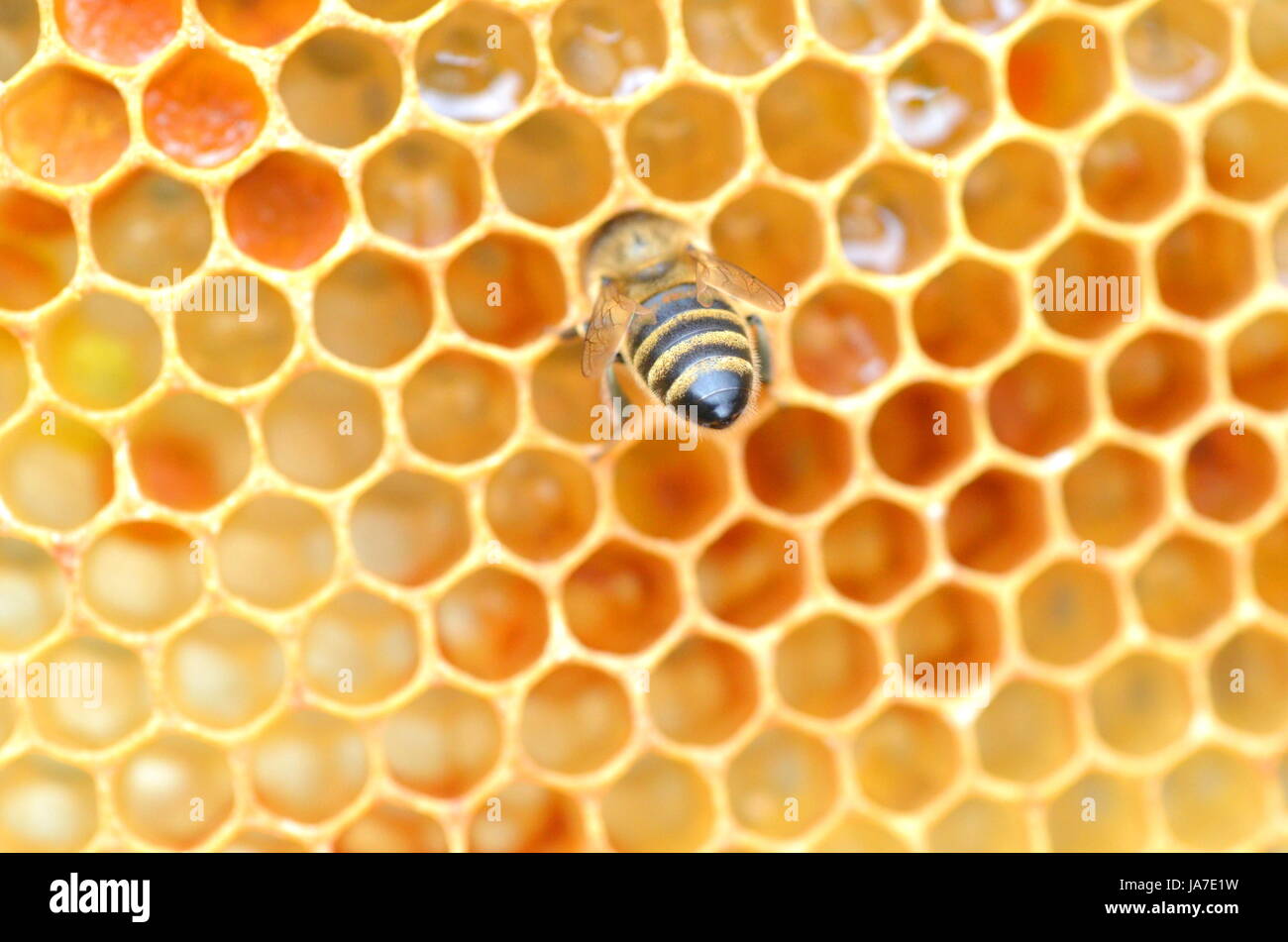 Insecte, rucher, en nid d'abeille, natural, macro, portrait, macro, admission Banque D'Images