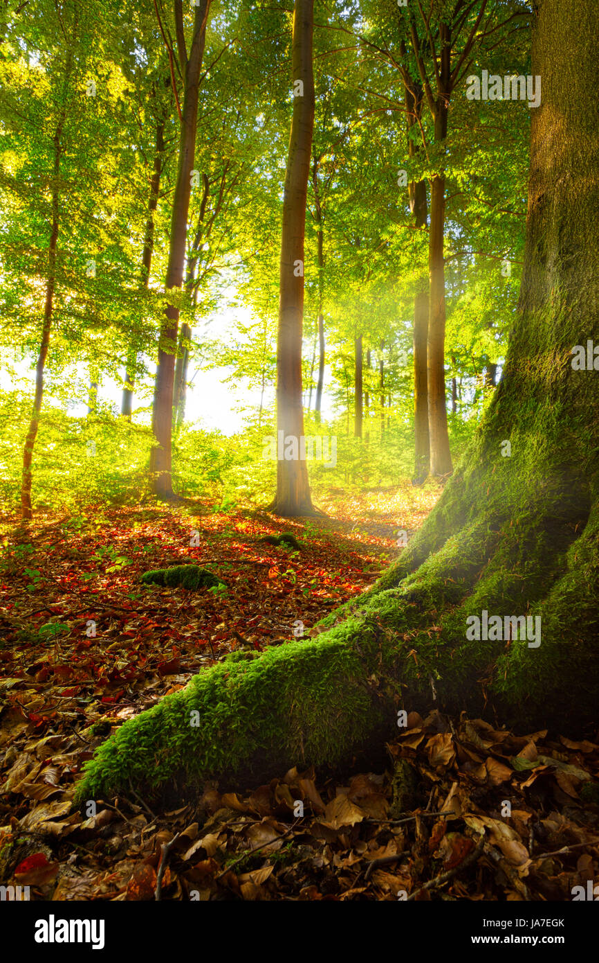 Arbre, arbres, l'écologie, de l'éclairer, briller, brille, lumineux, Lucent, léger, serein, Banque D'Images