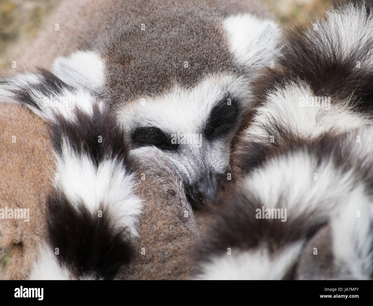 Ring-tailed lémuriens blottis les uns pour plus de chaleur Banque D'Images