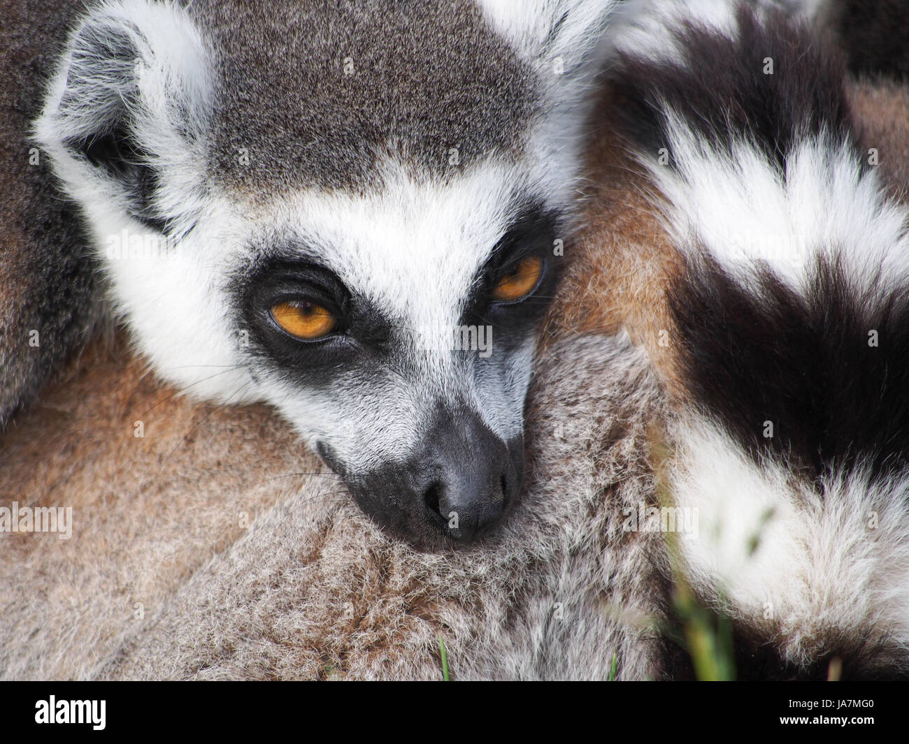 Ring-tailed lémuriens blottis les uns pour plus de chaleur Banque D'Images