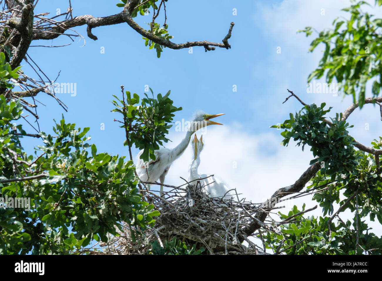 Trois Grande Aigrette Ardea alba, oisillons juvéniles, dans un chêne nid construit avec des branches à Oklahoma City, Oklahoma, USA. Banque D'Images