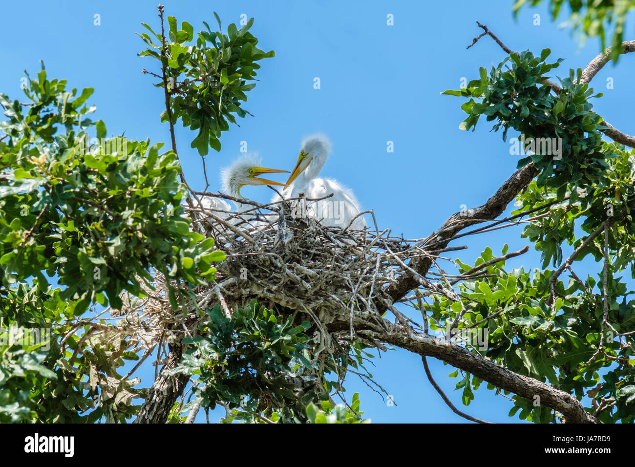 Grande Aigrette Ardea alba oisillons juvéniles, en interaction les uns avec les autres dans un chêne nest à Oklahoma City, Oklahoma, USA. Banque D'Images
