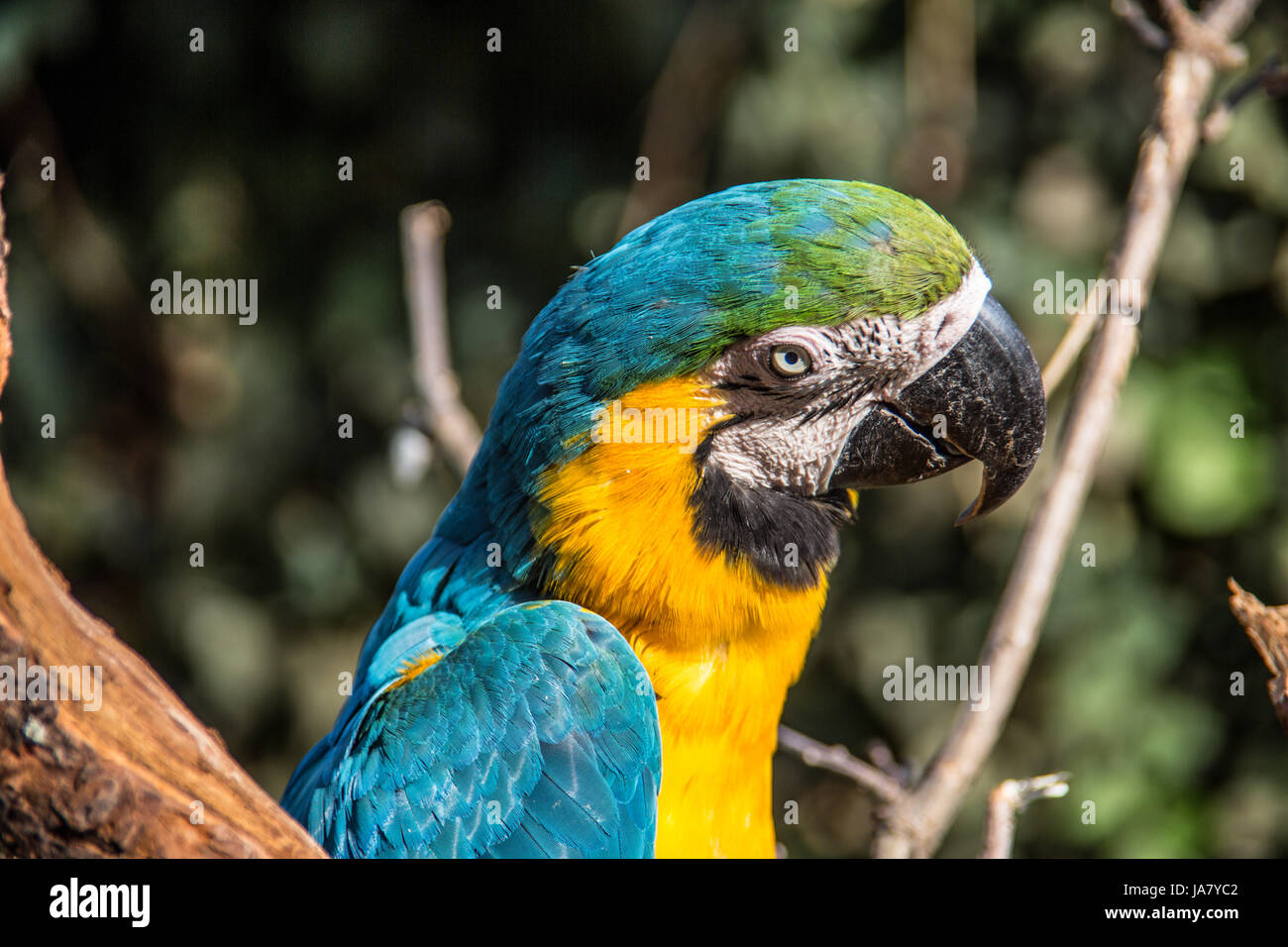 Oiseau, oiseaux, plumes, bec, l'Amérique du Sud, becs, vertébrés, perroquet, Banque D'Images