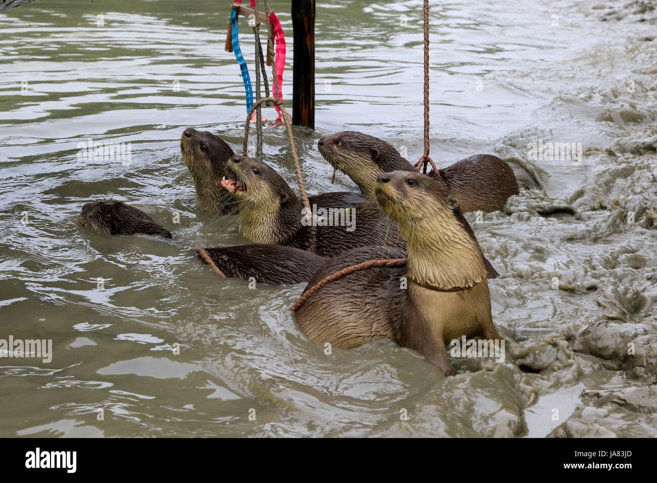 L'aide à la formation traditionnelle de la loutre la loutre de rivière pêche à Chitra dans Narail district. Cette méthode a été pratiquée depuis le 6ème siècle à va Banque D'Images