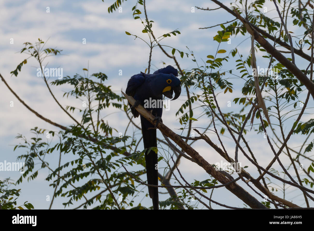 Ara hyacinthe close up de Pantanal, Brésil. la faune brésilienne. plus grand perroquet dans le monde. Anodorhynchus hyacinthinus Banque D'Images