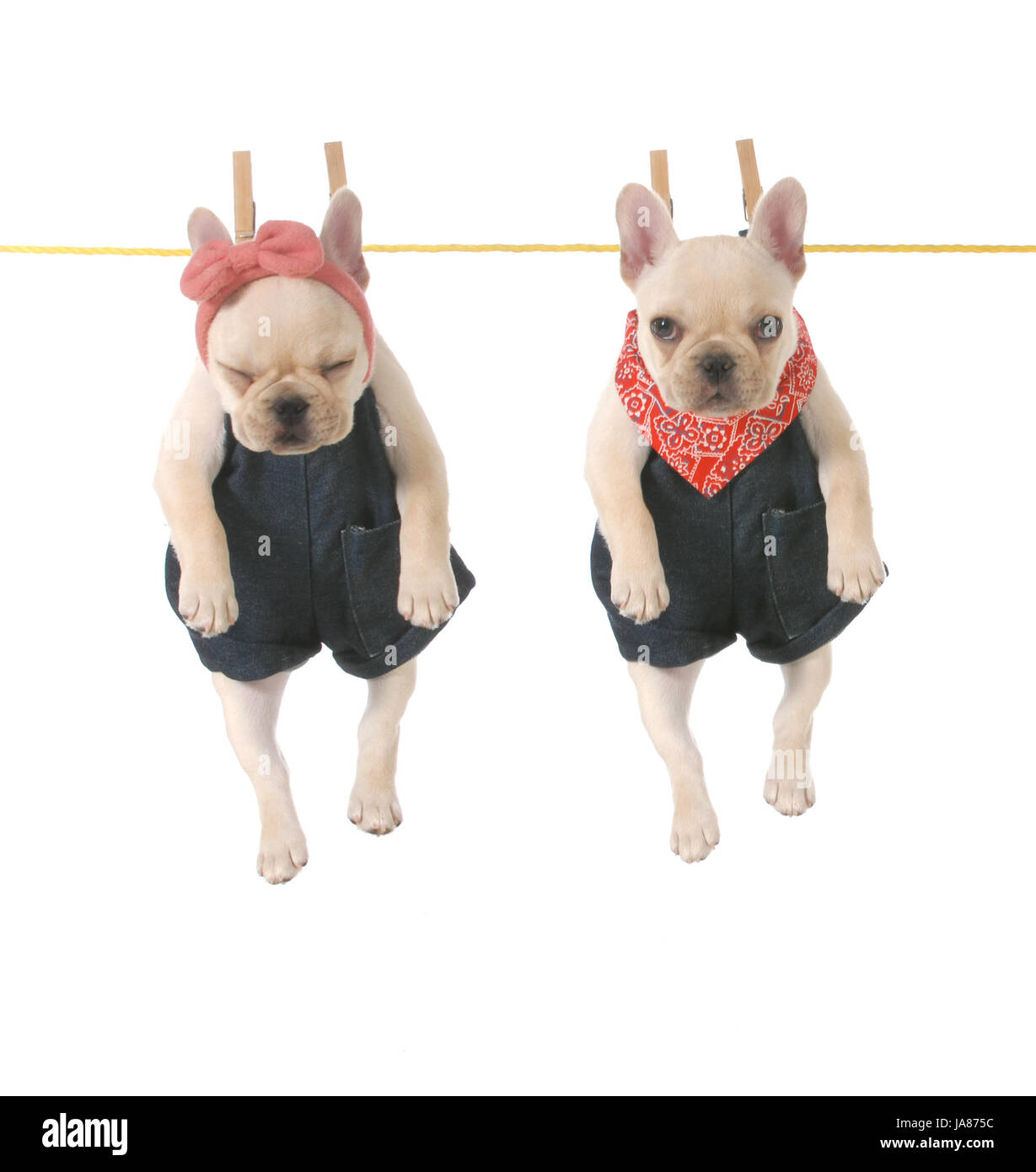 Cute Chiots bulldog français flâner sur la corde à linge isolé sur fond blanc - 10 semaines Banque D'Images