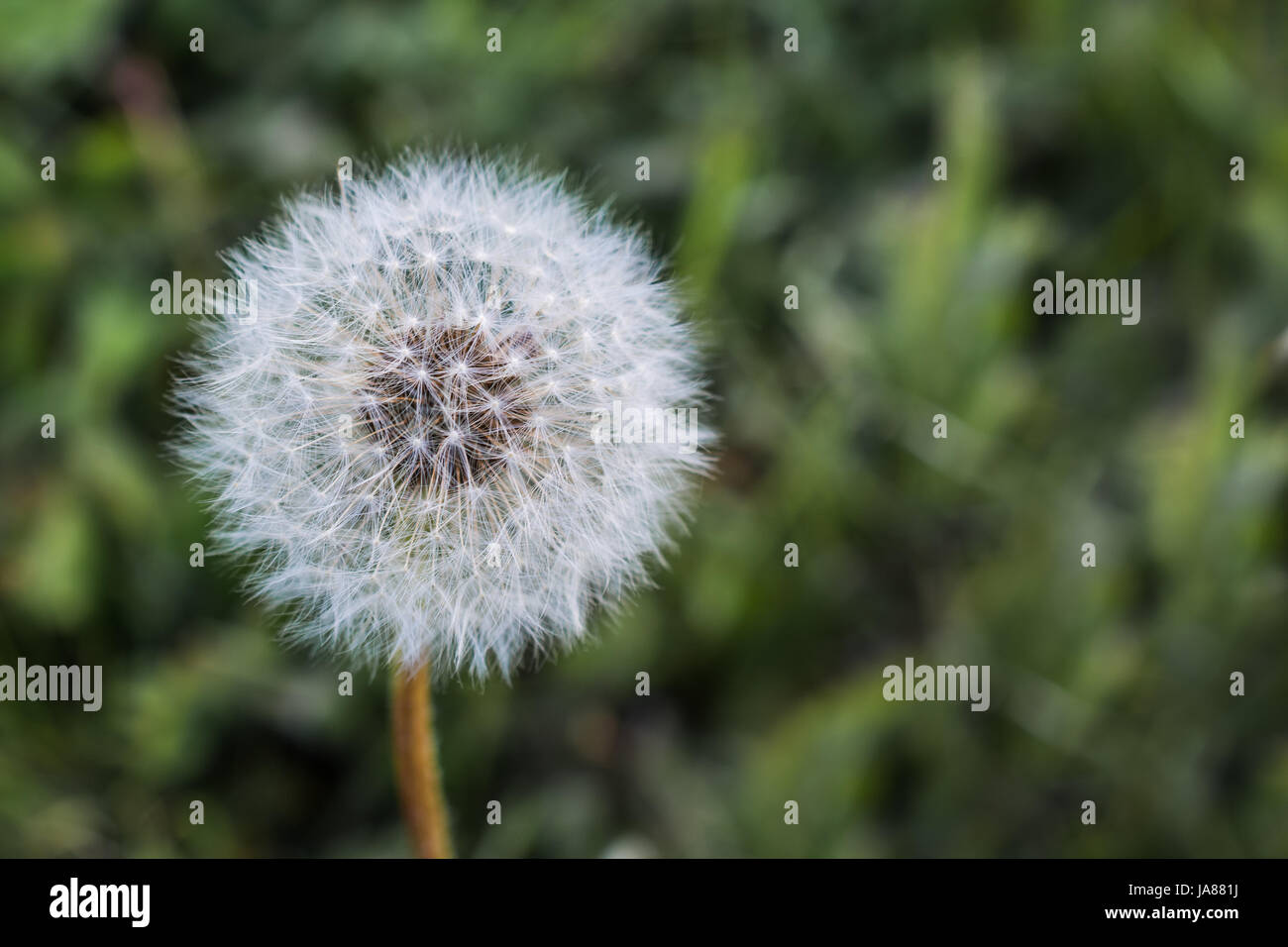 Le pissenlit fait aux semences Banque D'Images