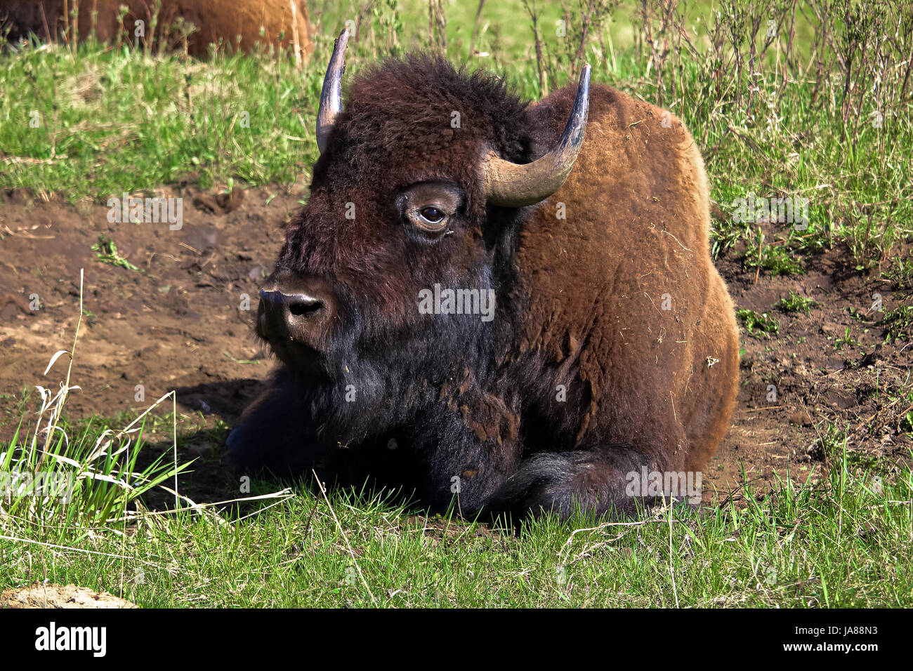 Libre d'un bison au repos. Banque D'Images
