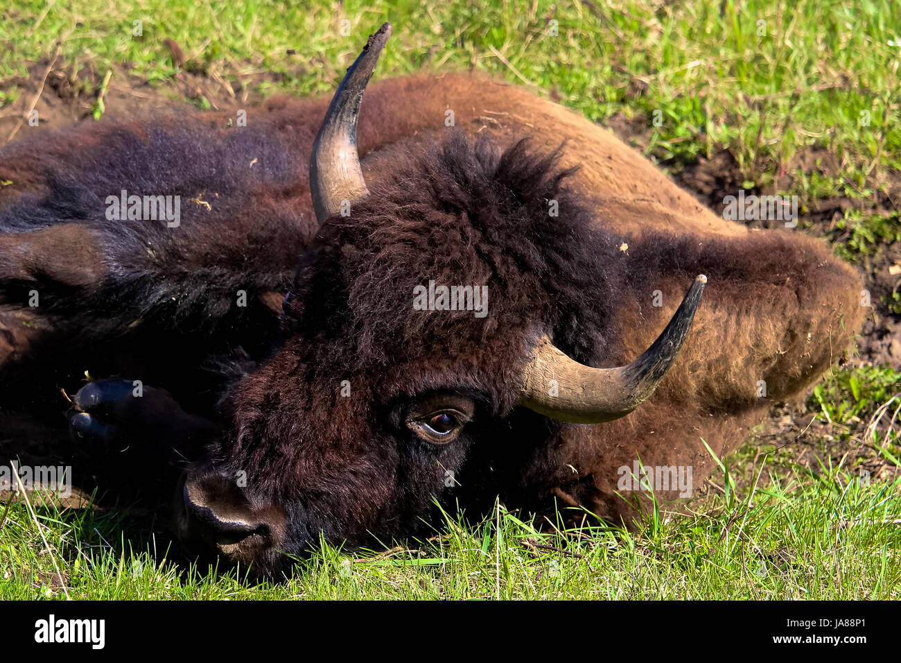 Libre d'une tête de bison. Banque D'Images