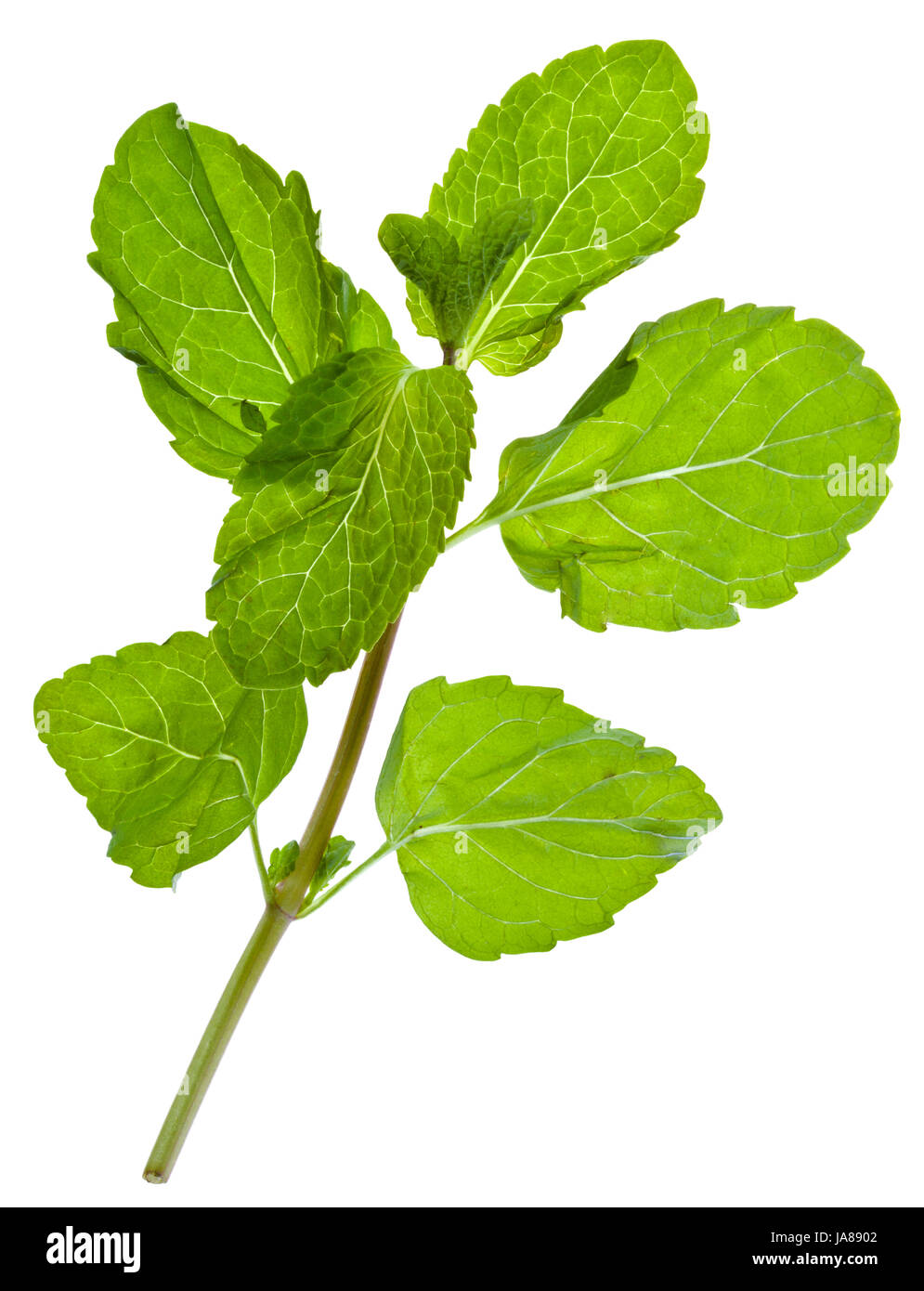 Leaf, macro, portrait, macro, admission vue en gros, épice, isolée, de la flore, Banque D'Images