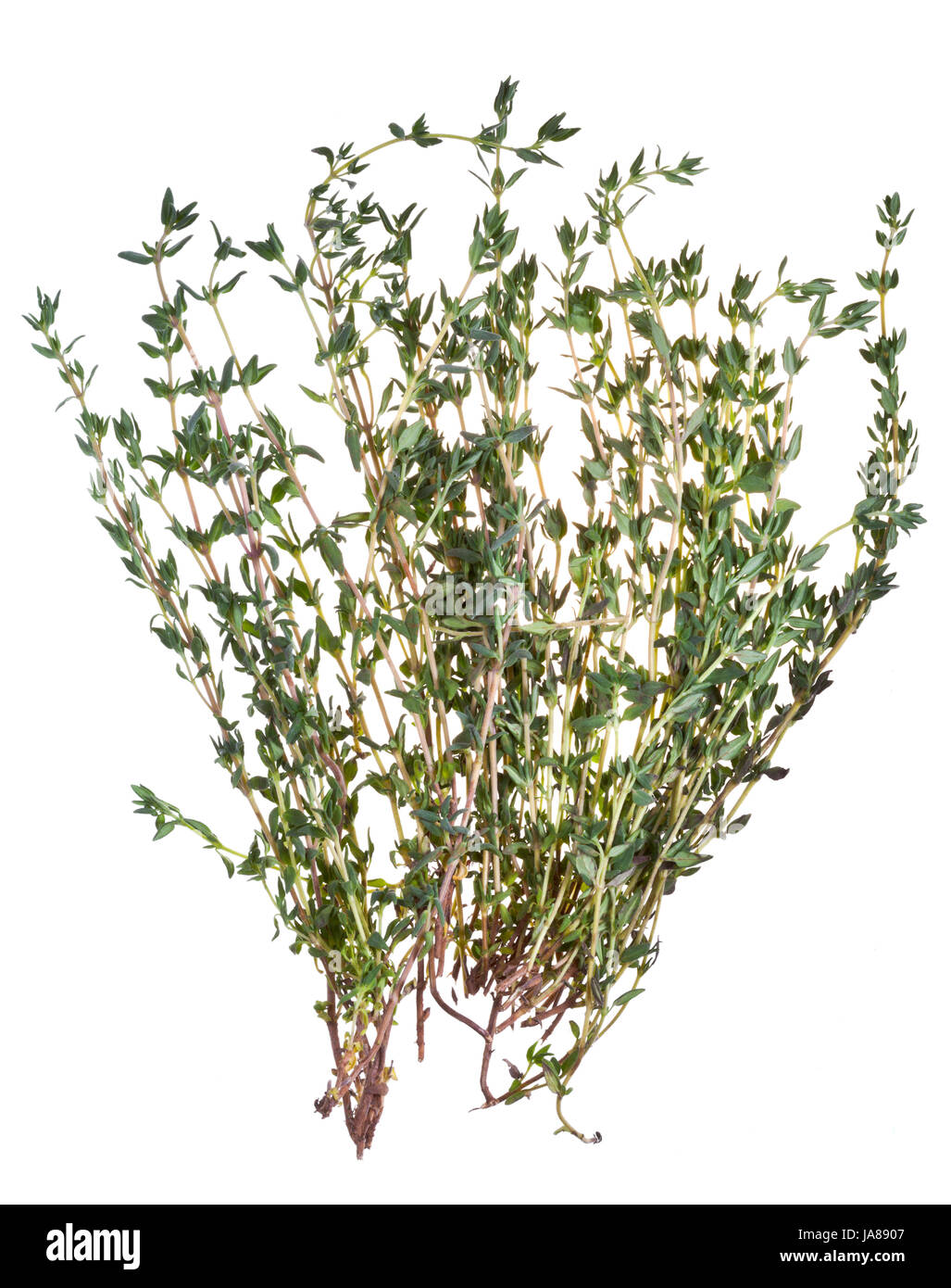 Leaf, macro, portrait, macro, admission vue en gros, épice, isolée, de la flore, Banque D'Images