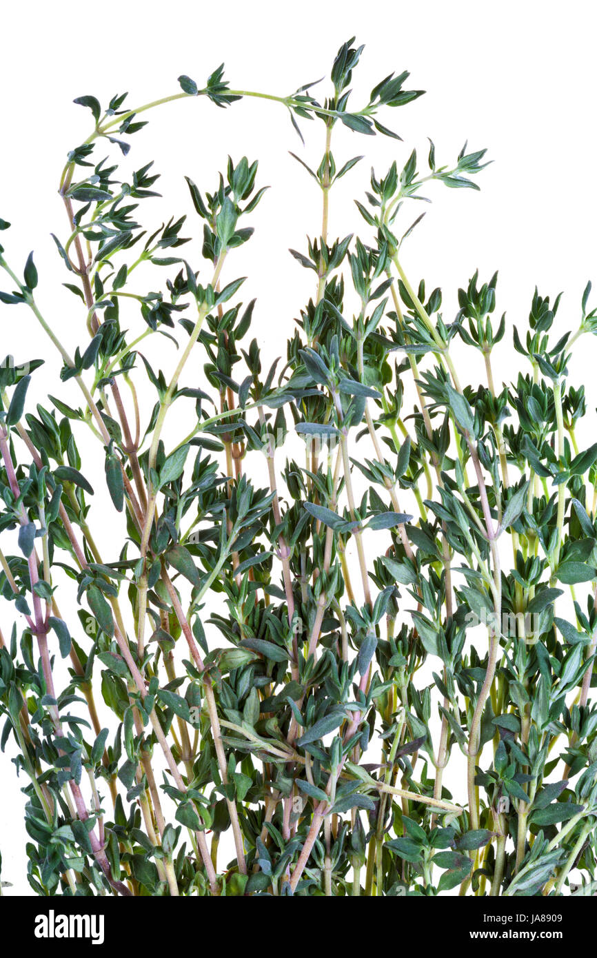 Leaf, macro, portrait, macro, admission vue en gros, épice, isolée, de la flore, Banque D'Images