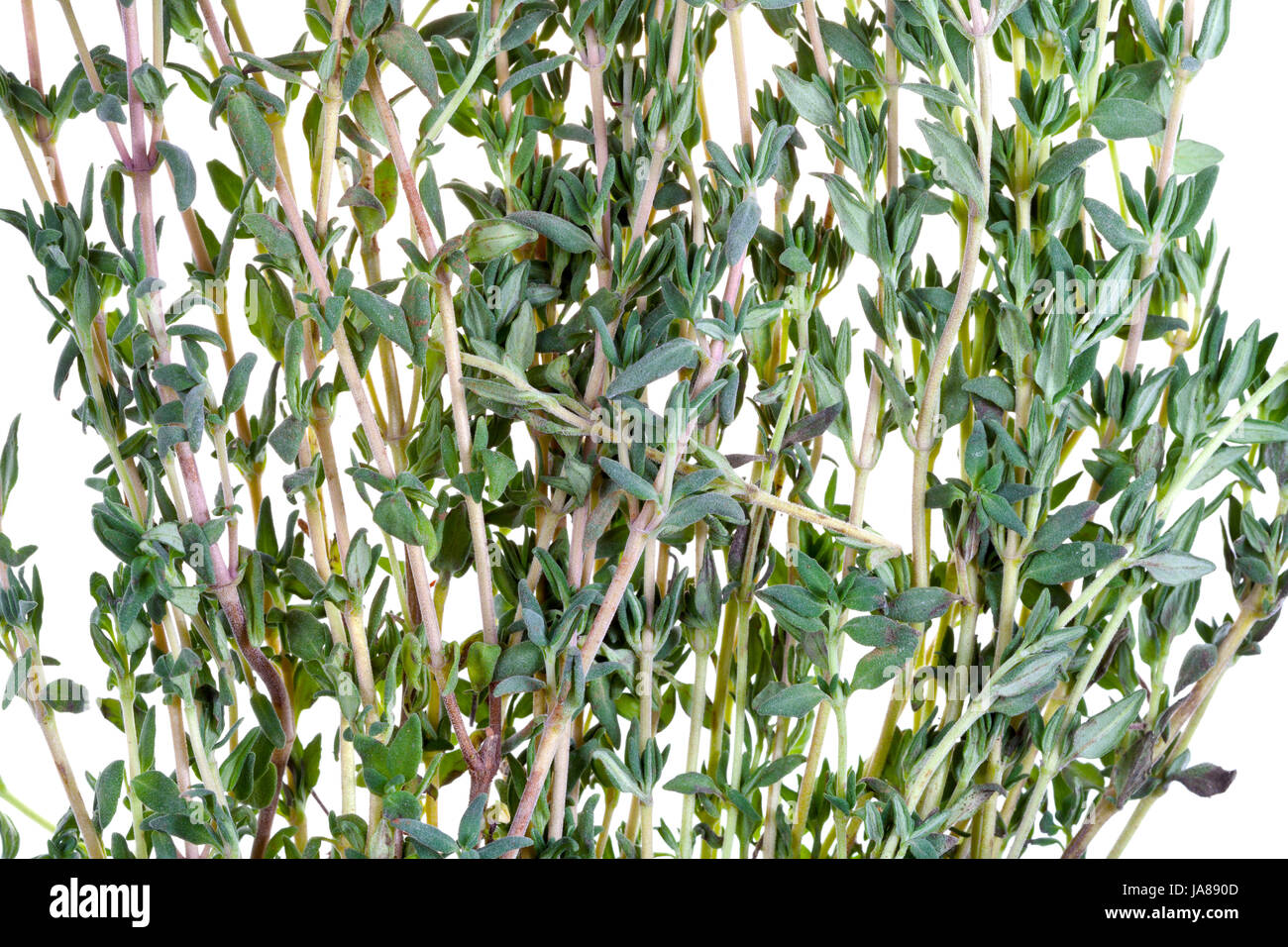 Leaf, macro, portrait, macro, admission vue en gros, épice, isolée, de la flore, Banque D'Images